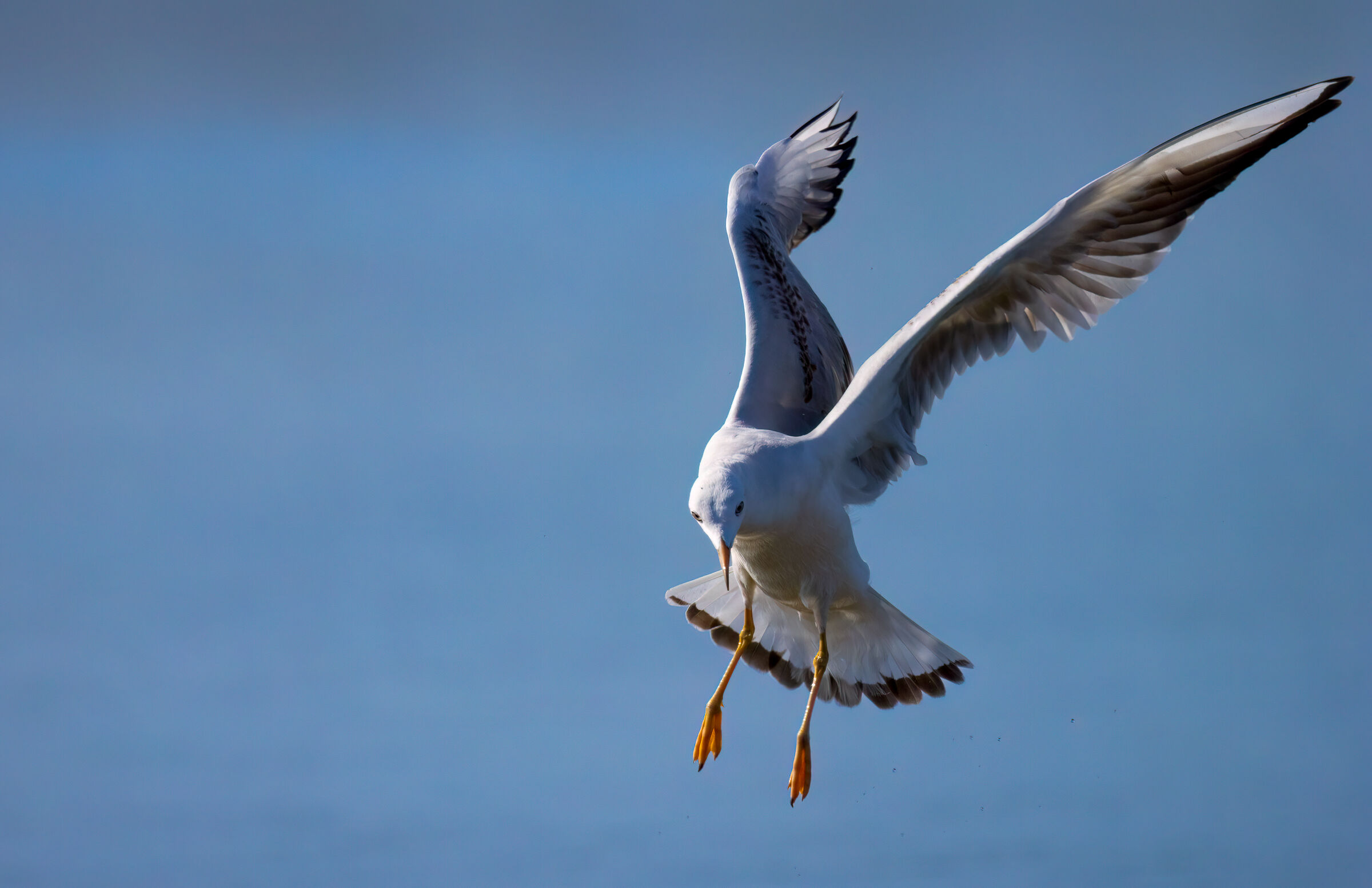 Black-headed gull