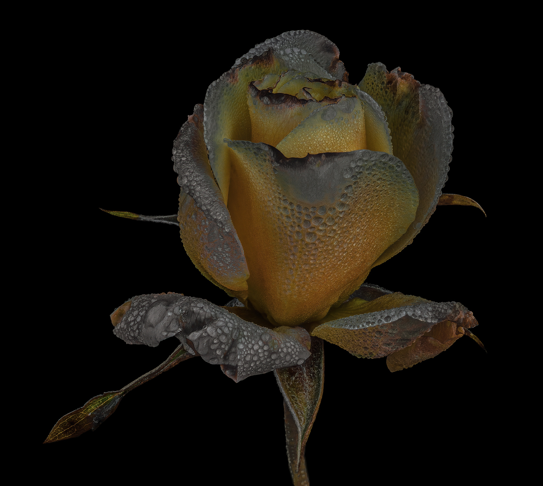 Rosa gialla d'inverno