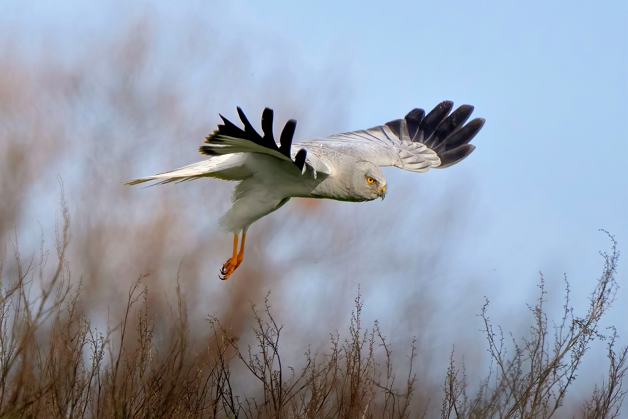 Hen Harrier (Circus cyaneus)