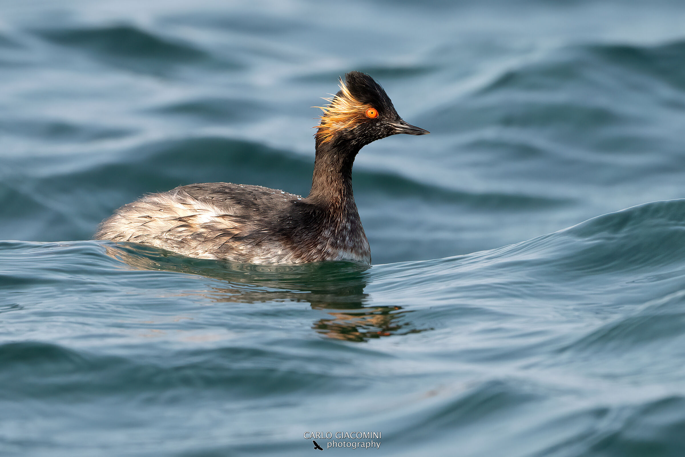 Little grebe