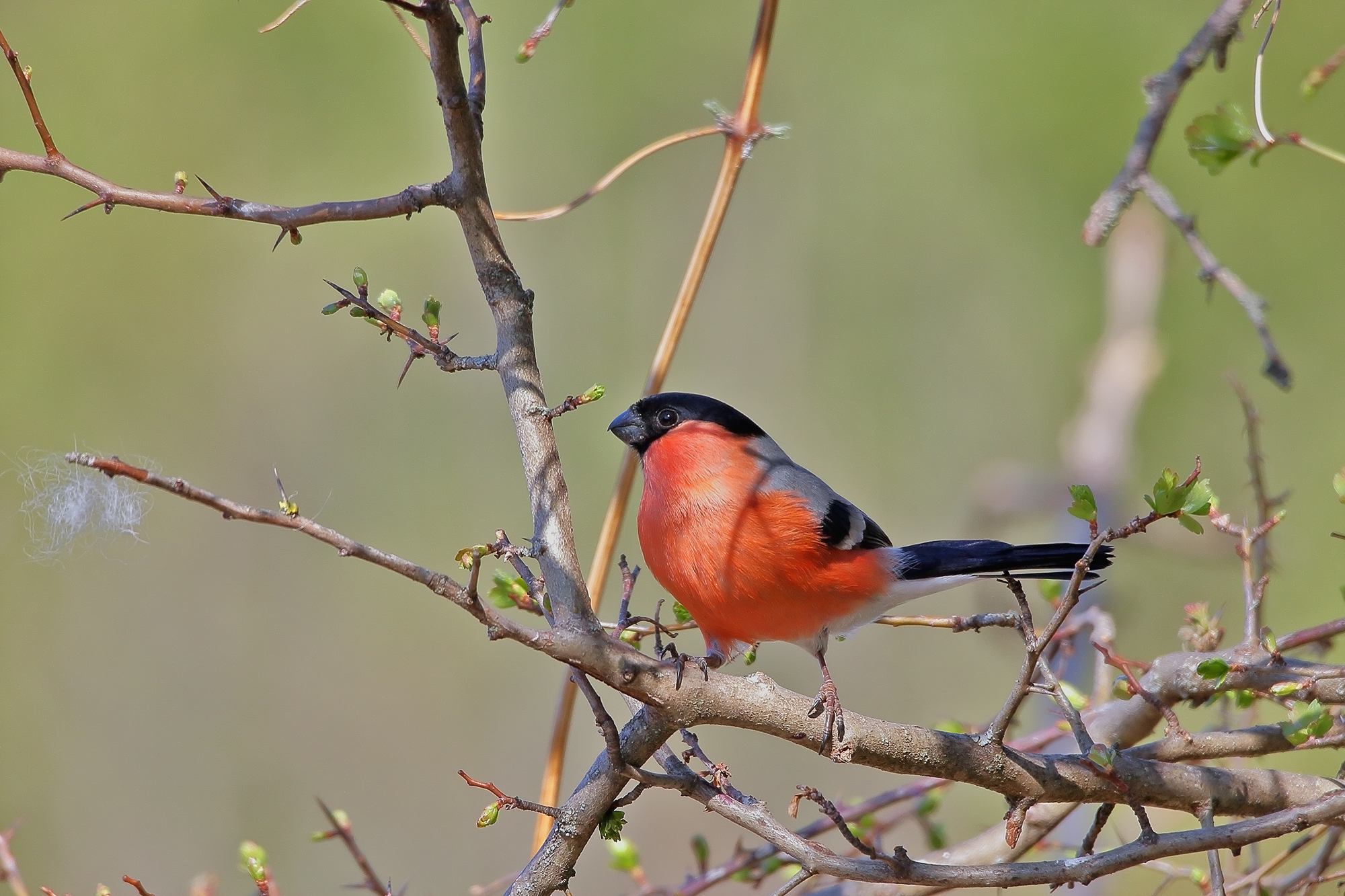 Bullfinch