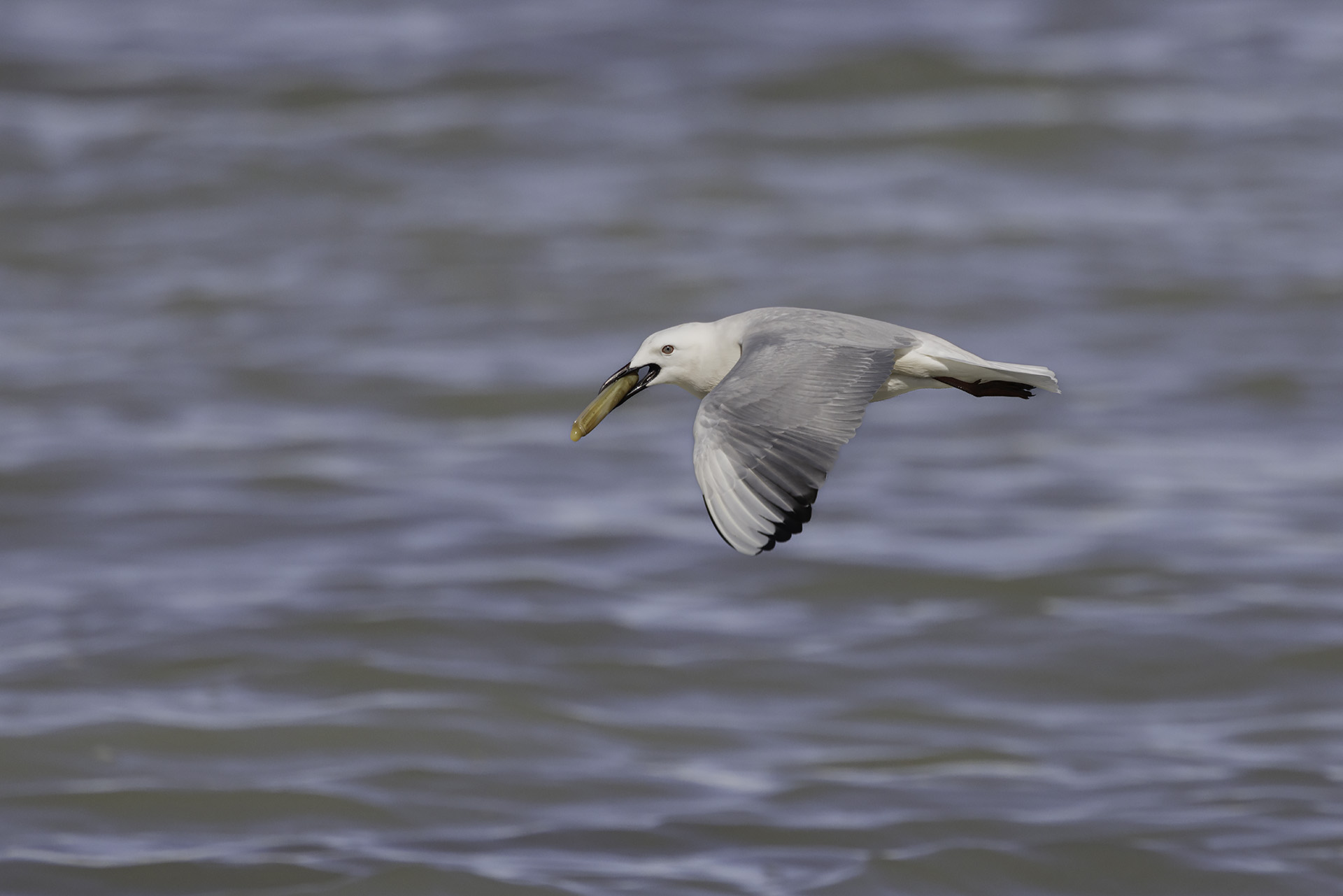 Rosy gull with razor clam