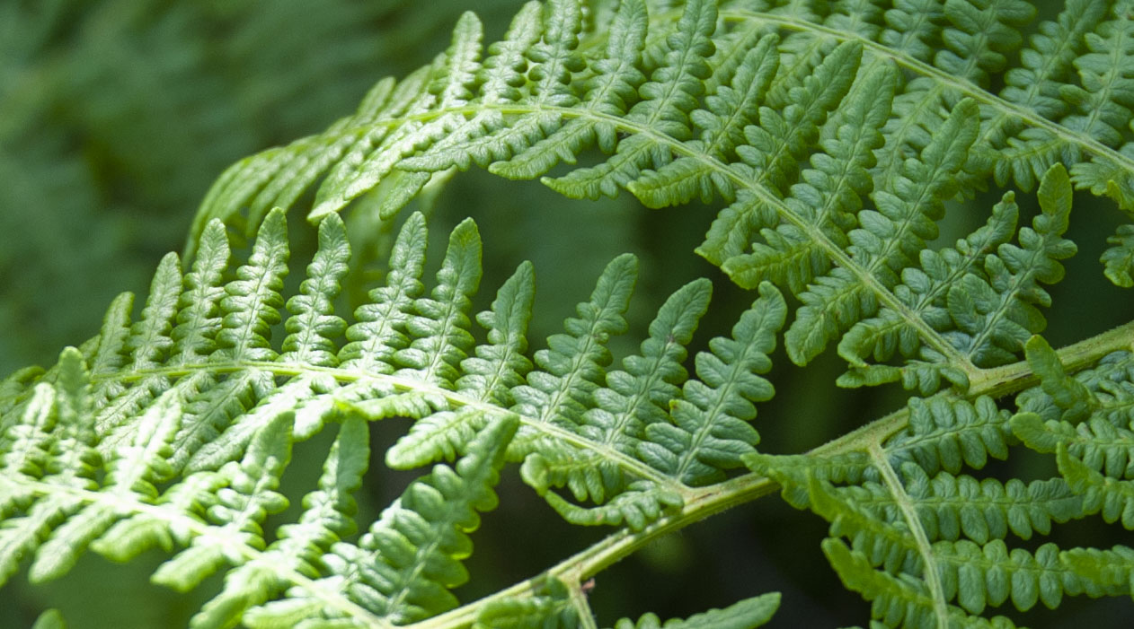Fern