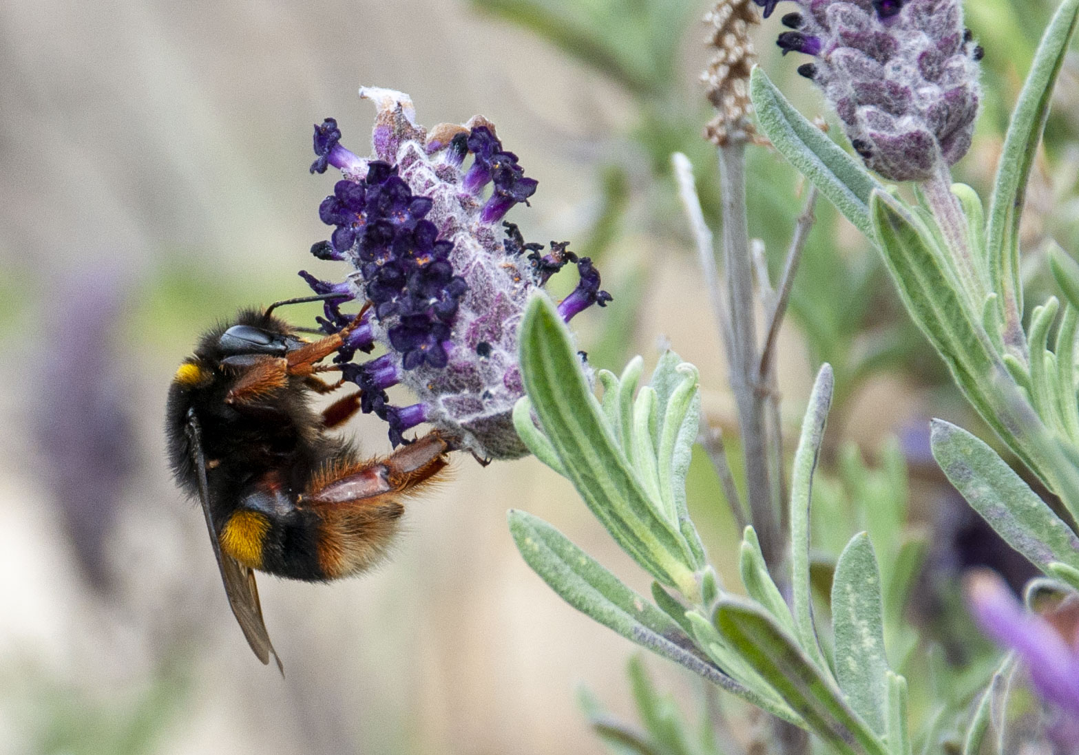 Apetta and lavender