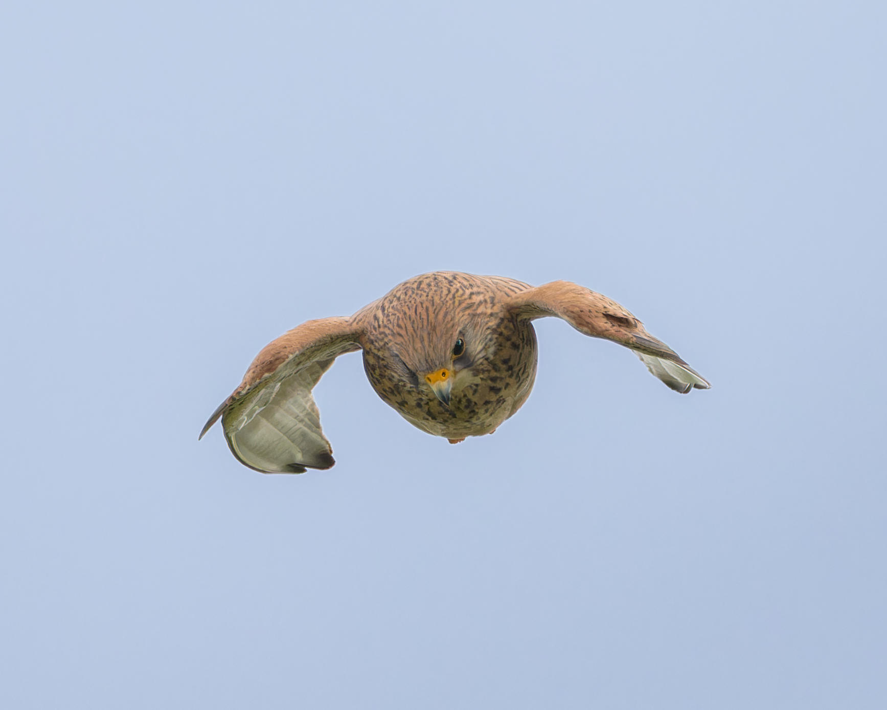 Lesser Kestrel