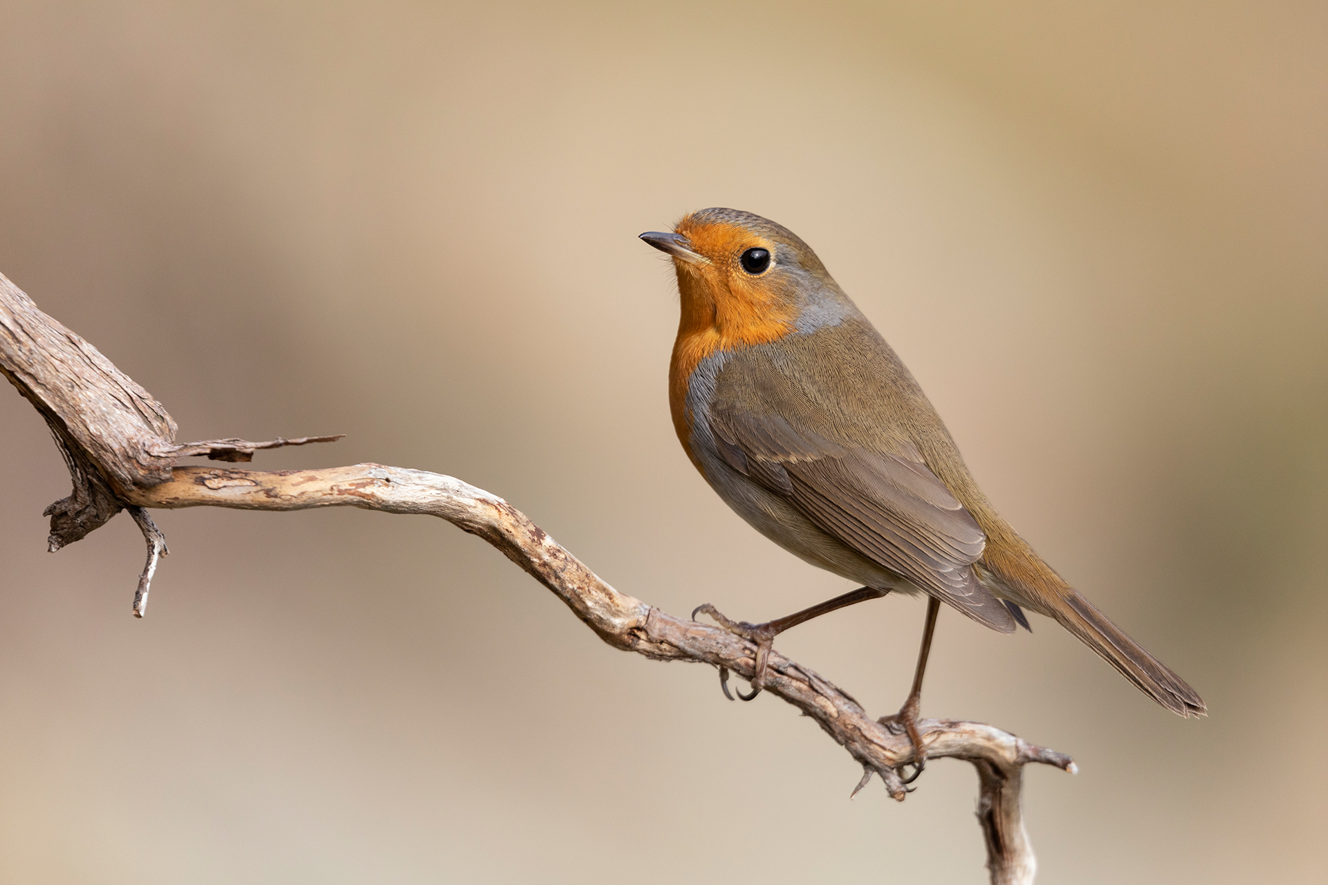 Robin