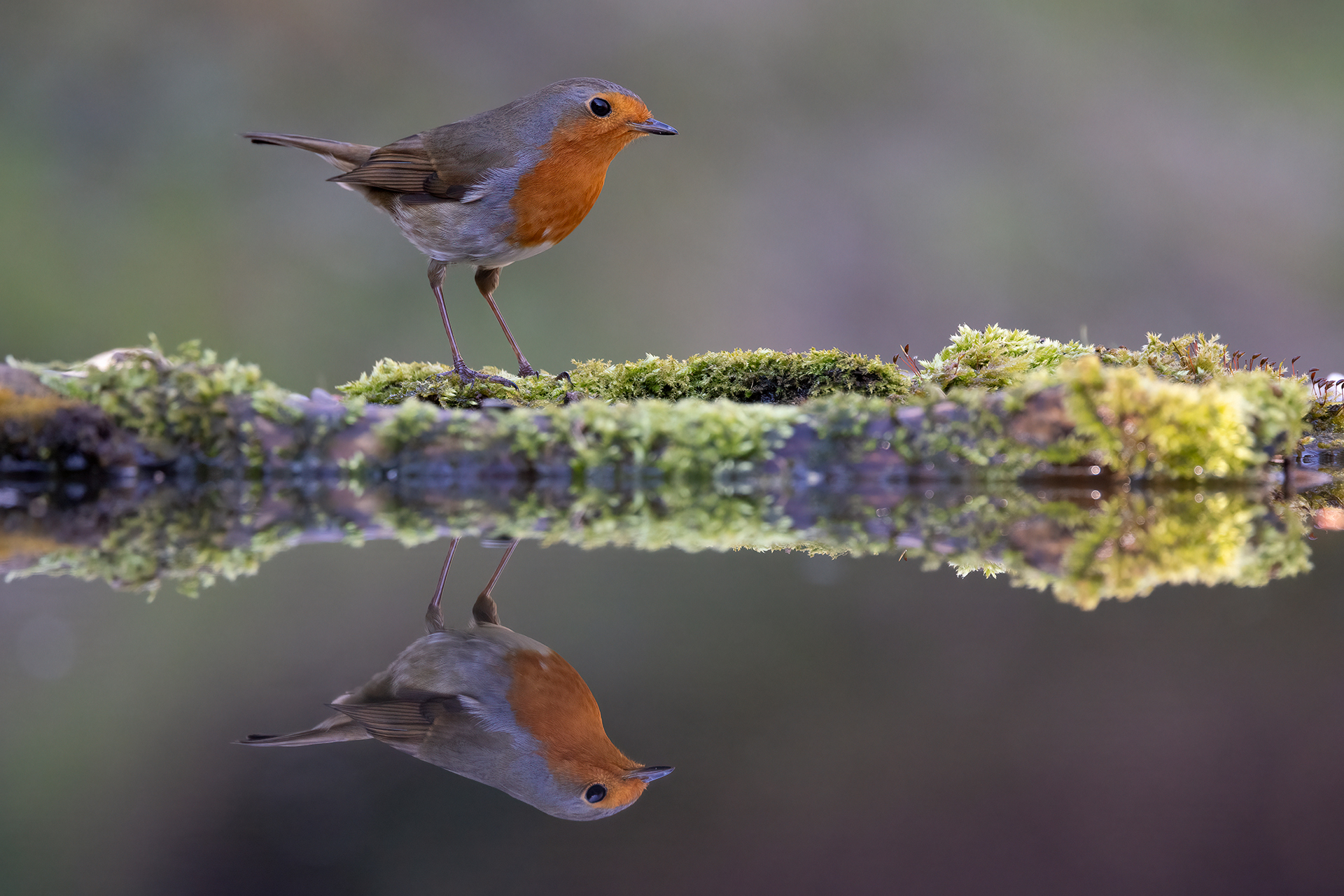 Robin
