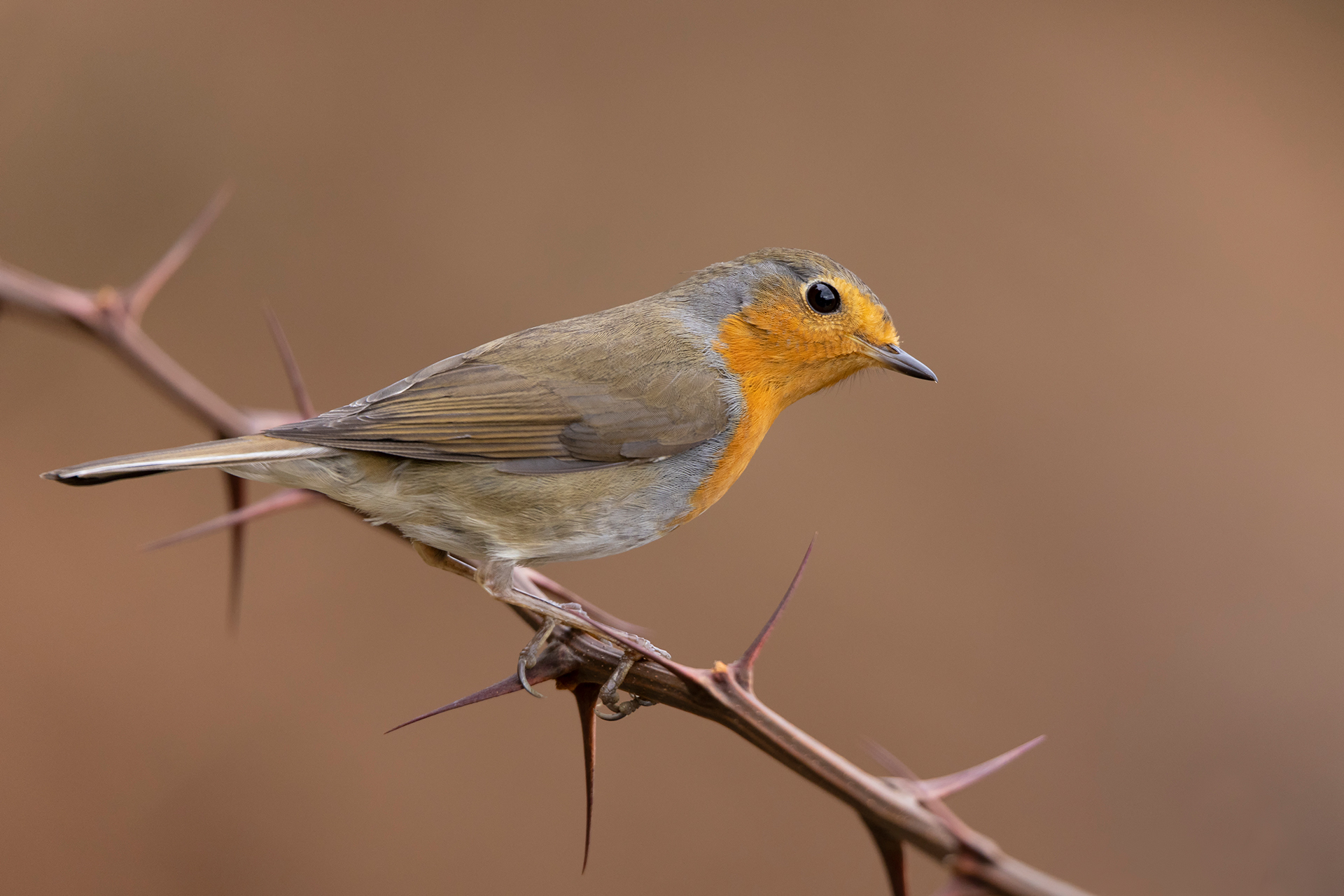 Robin