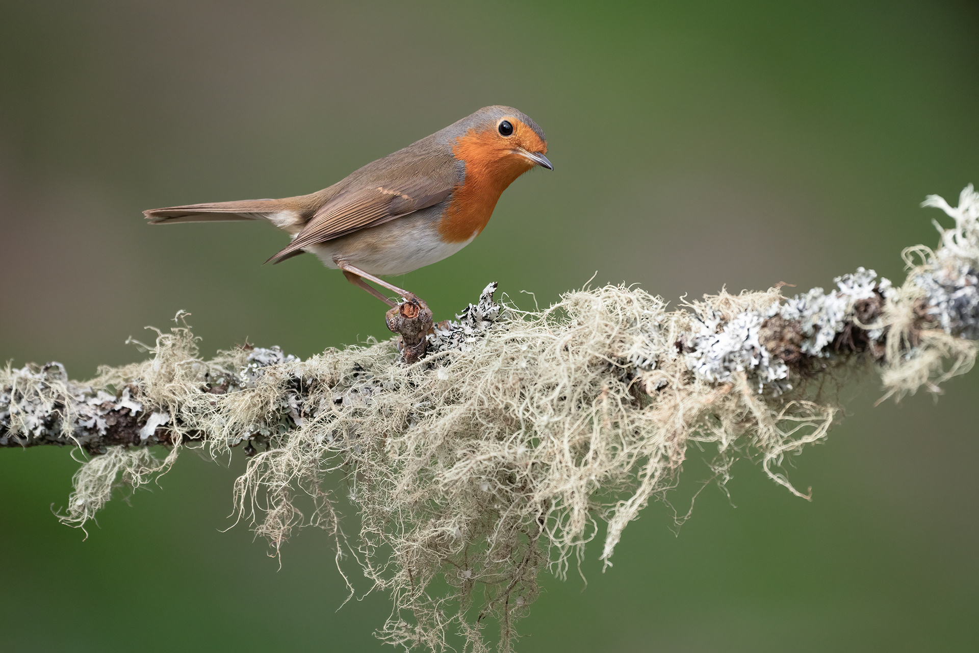 Robin