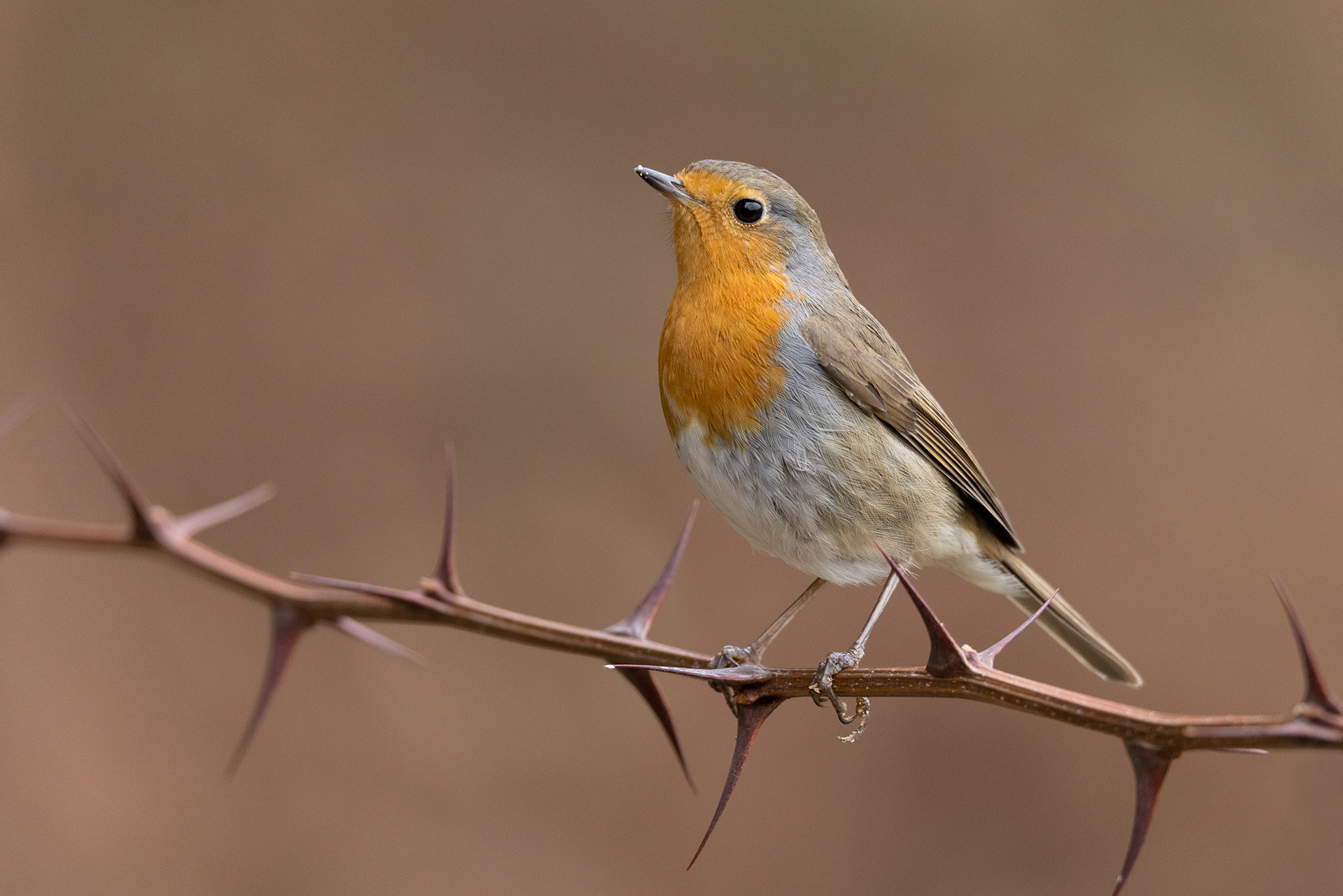 Robin