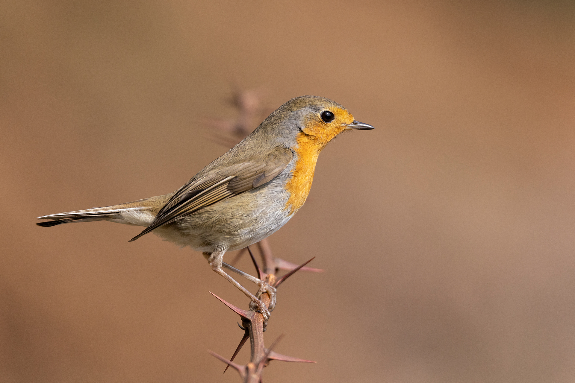 Robin