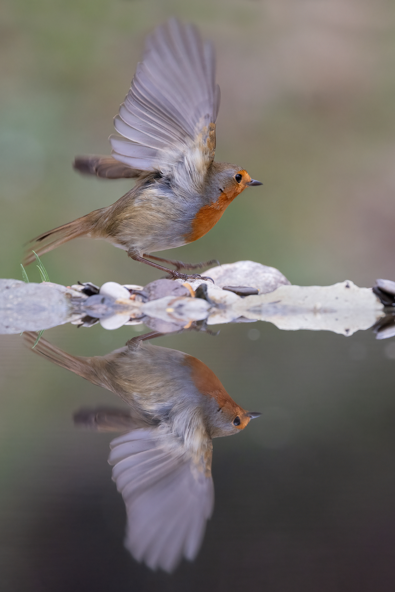 Robin