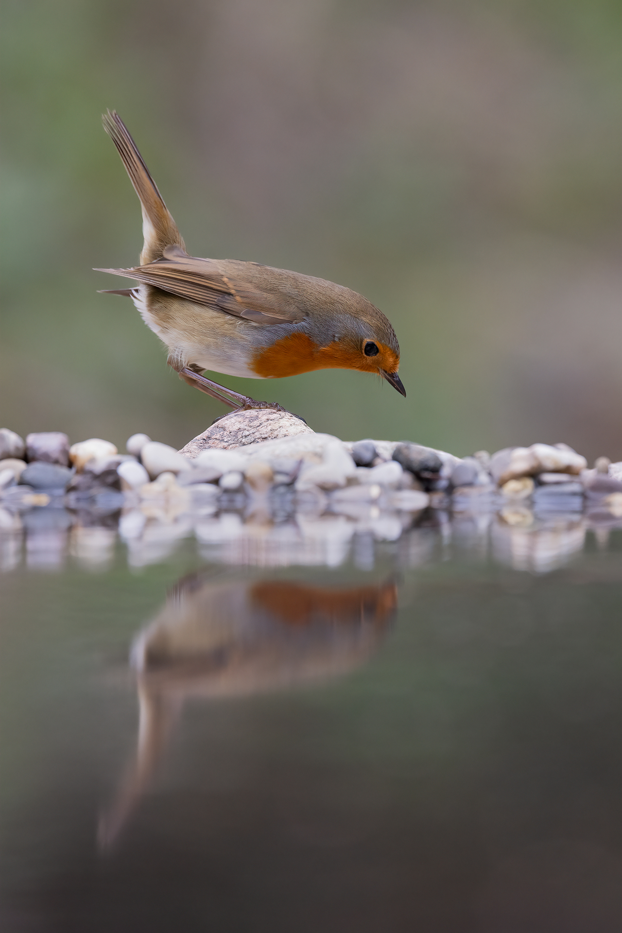 Robin