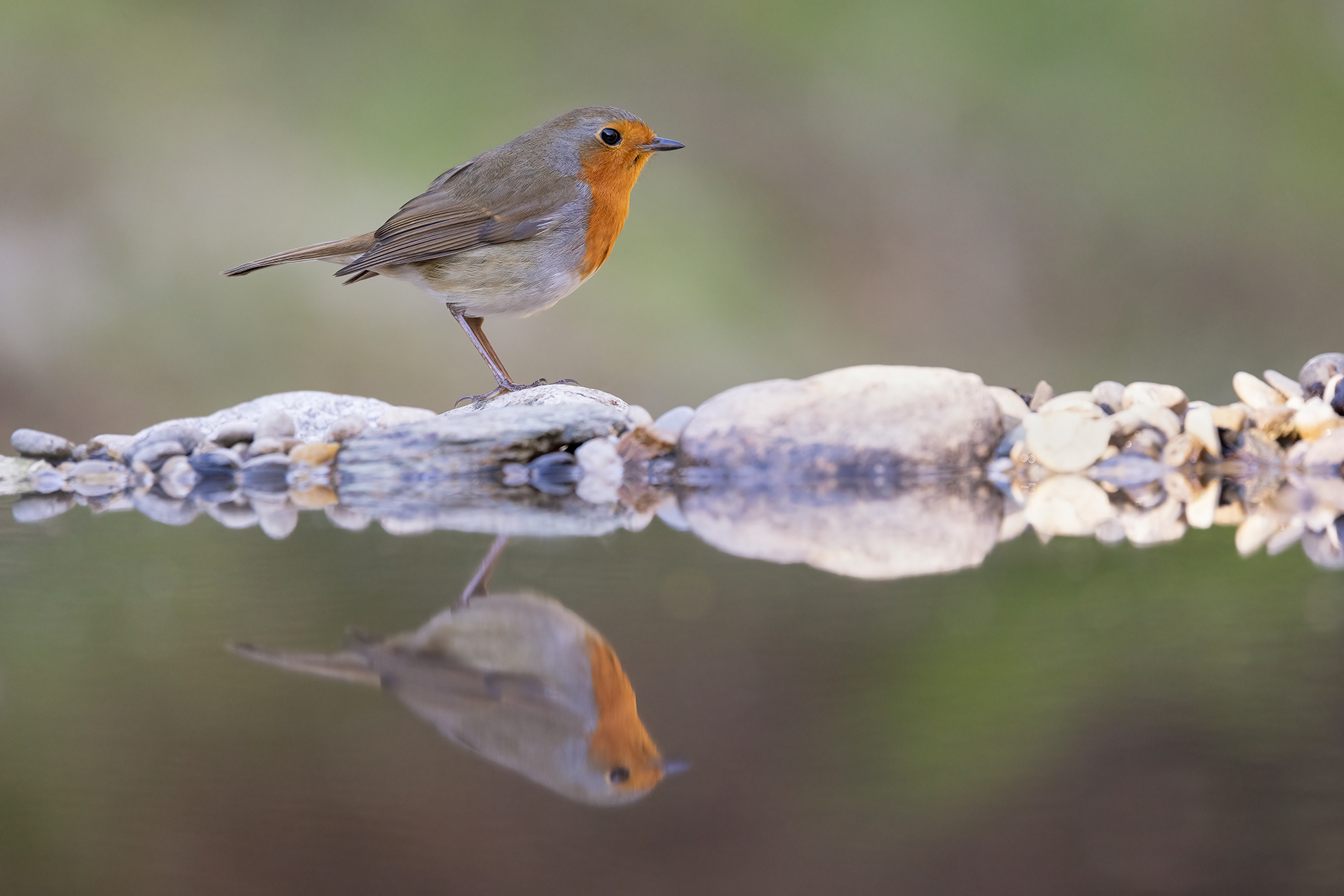 Robin