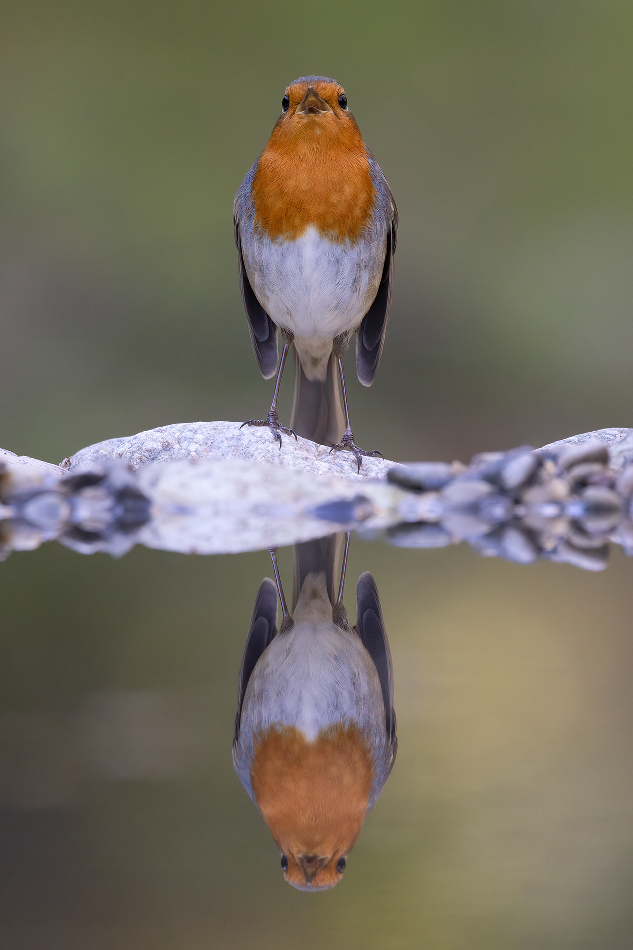 Robin