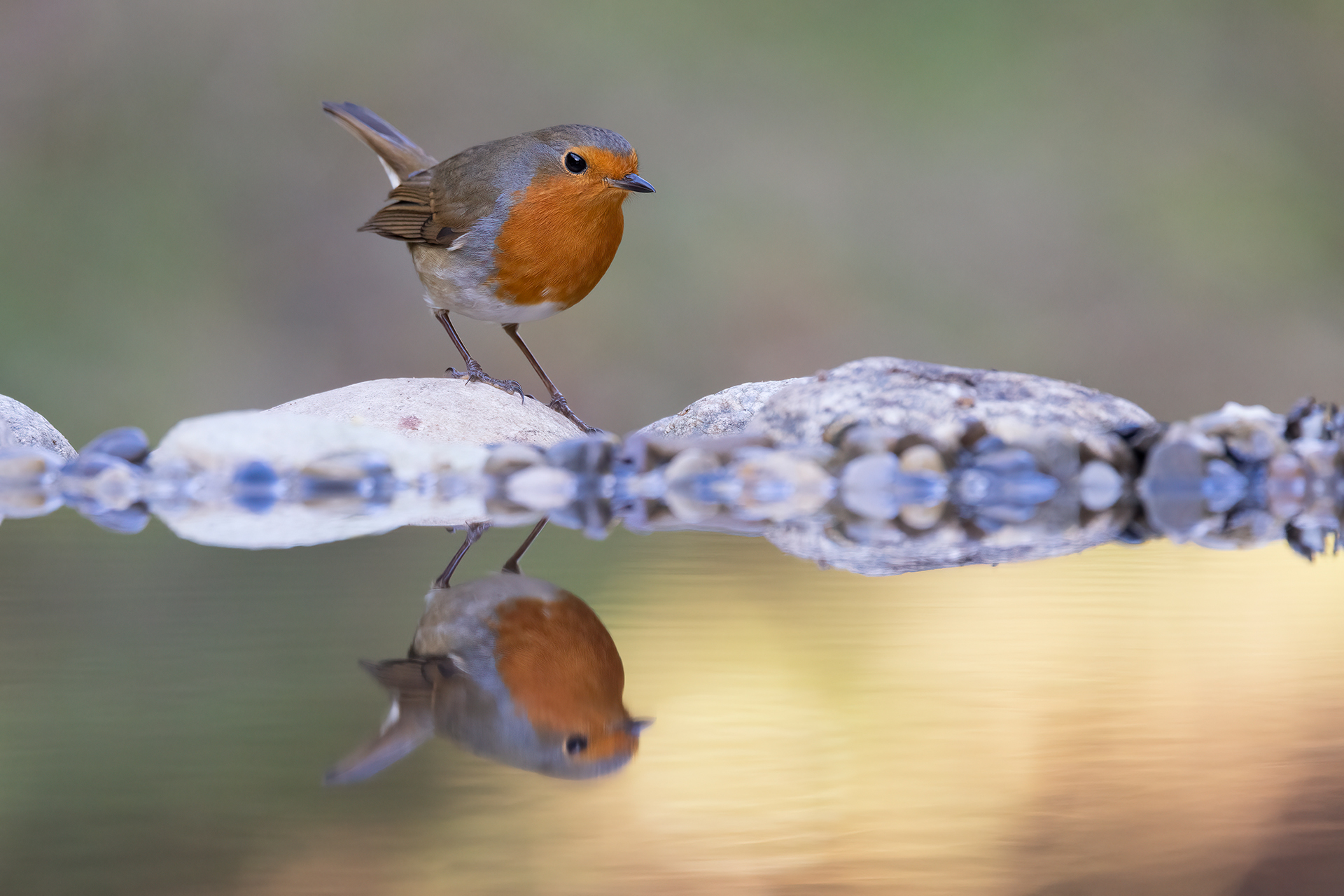Robin