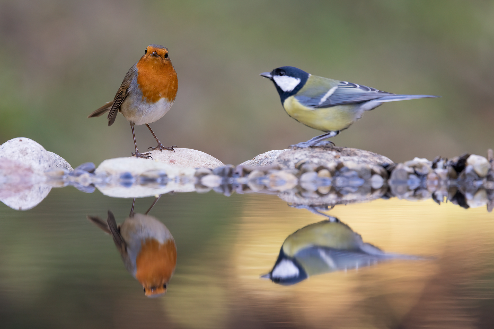 Robin
