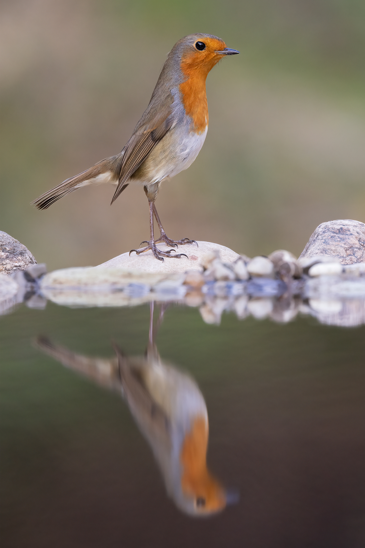 Robin