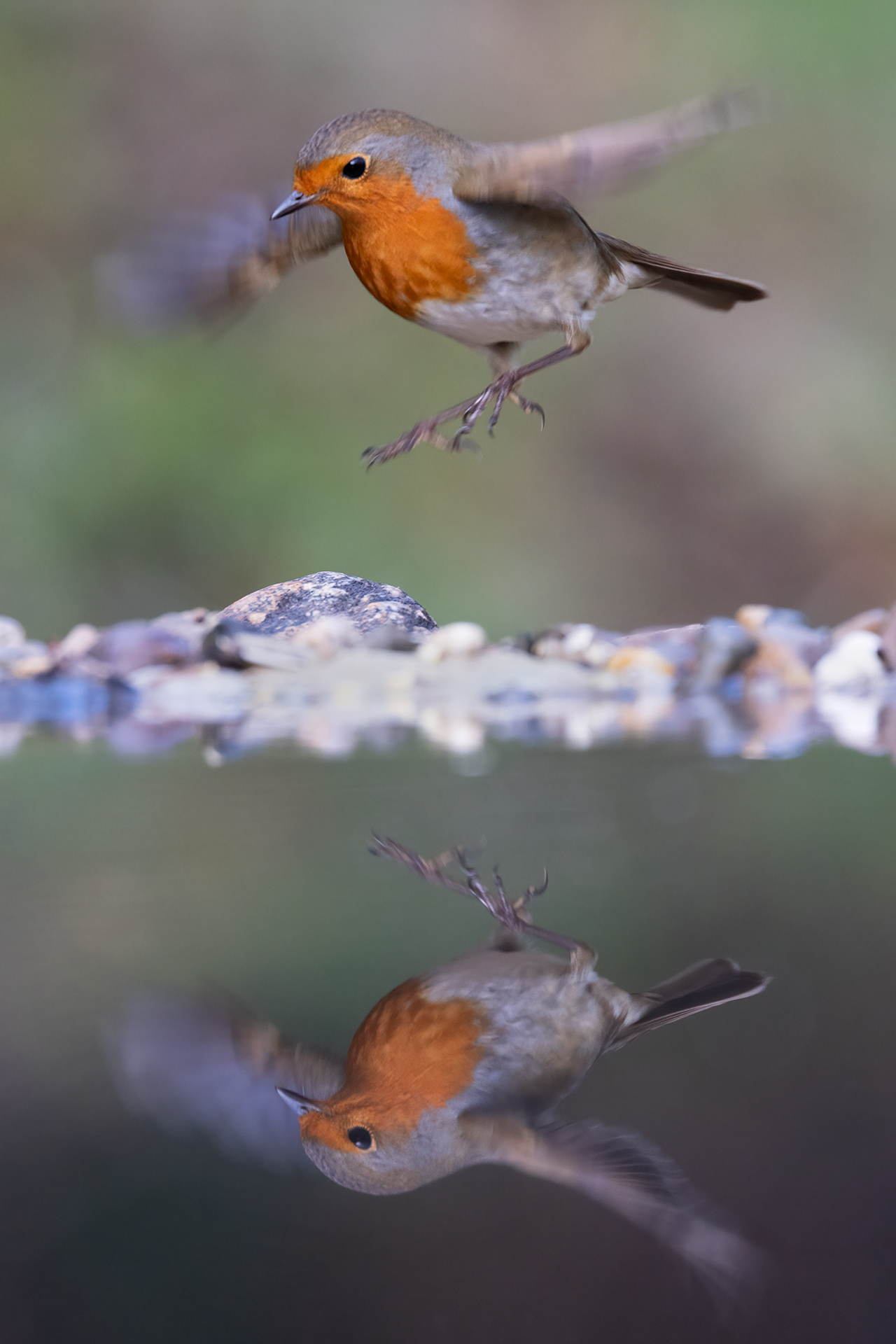 Robin