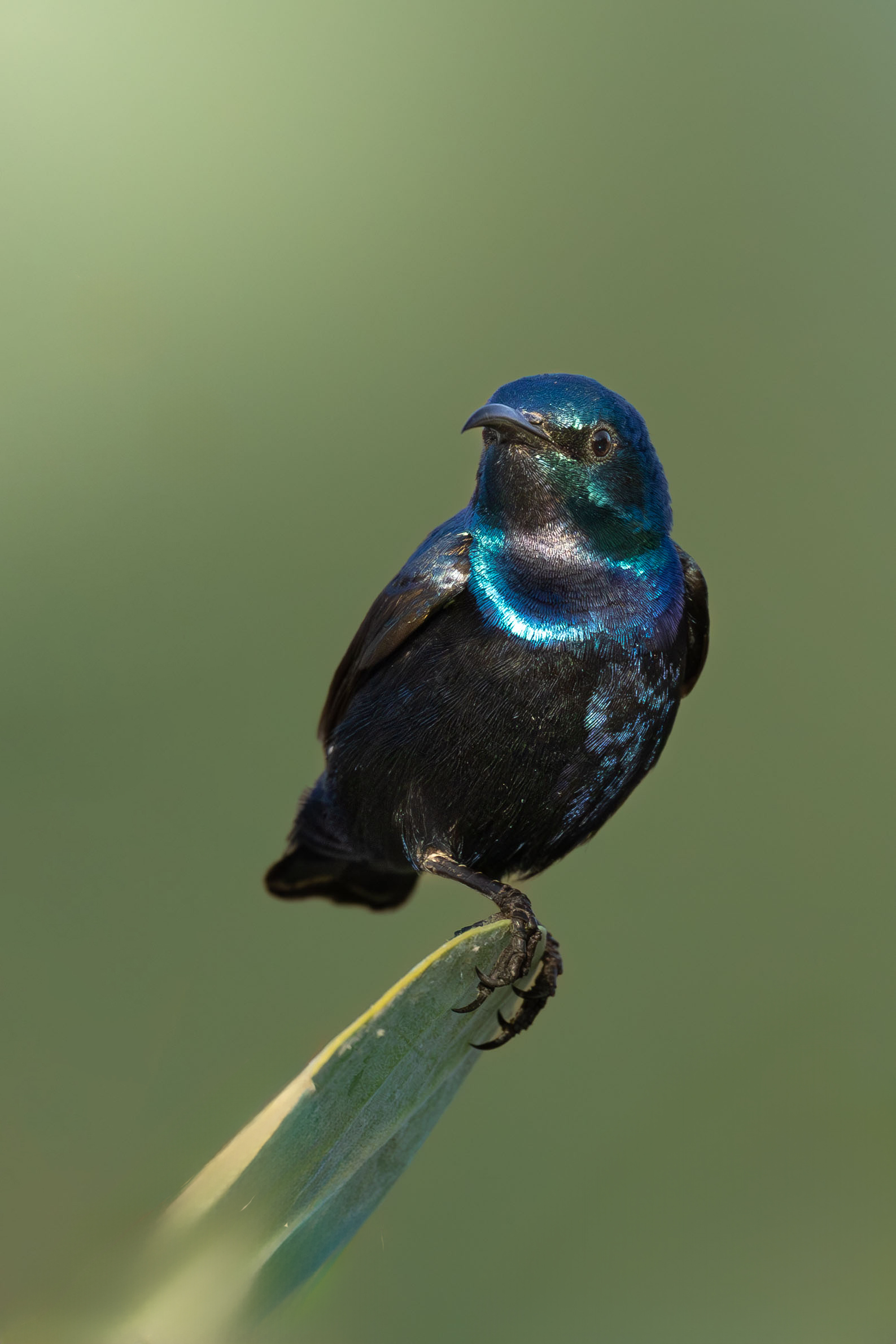 purple sunbird