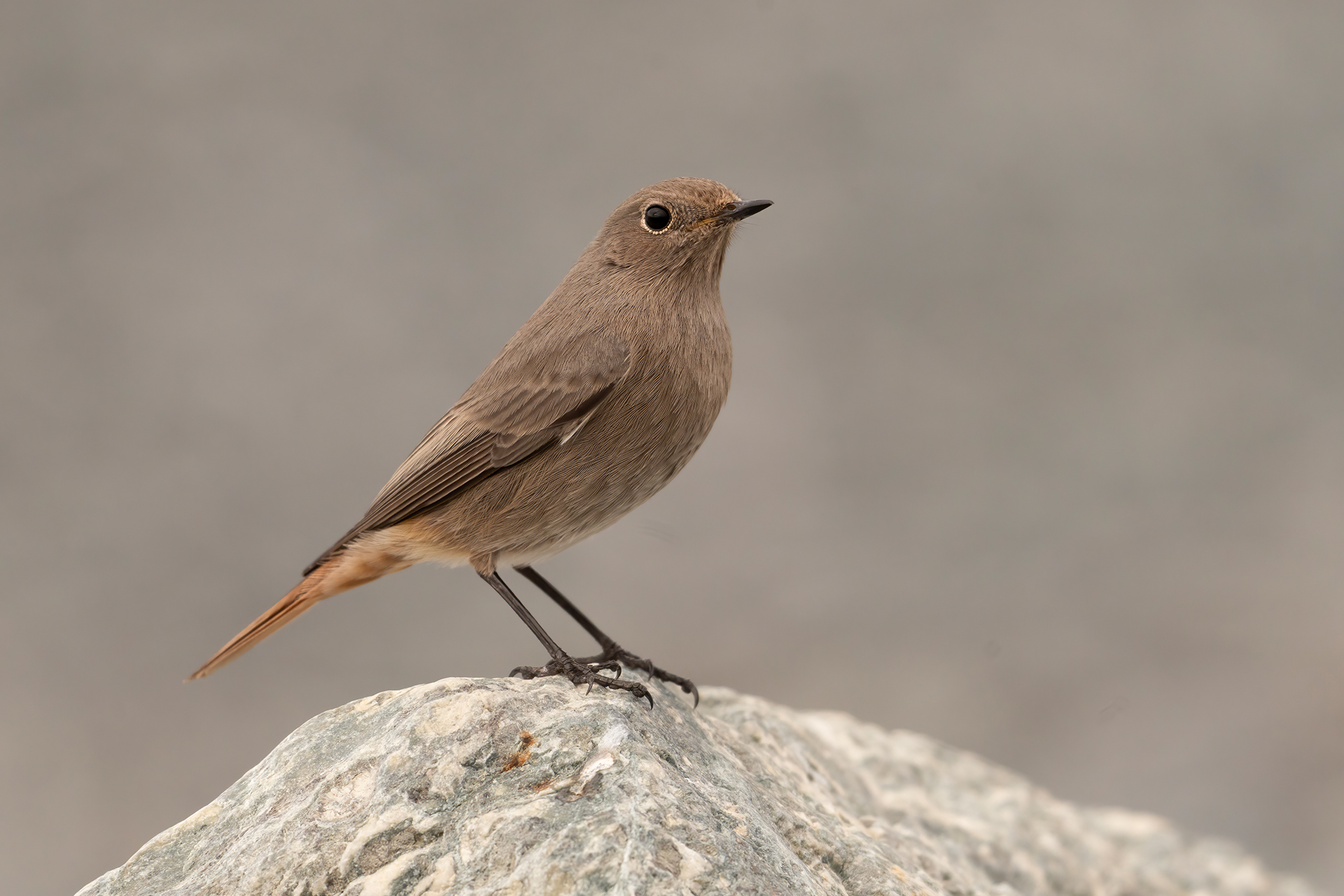 Codirosso spazzacamino