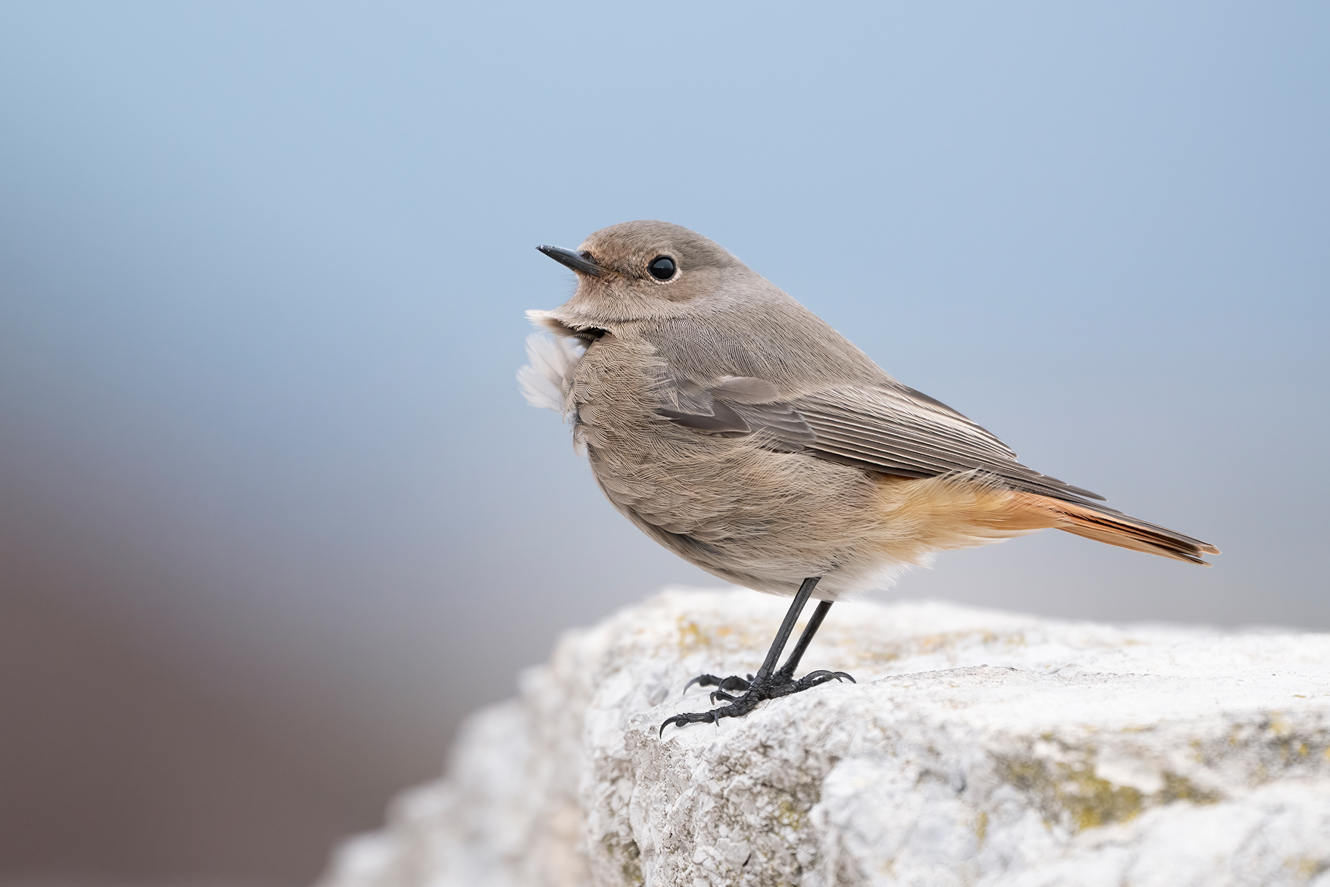 Codirosso spazzacamino