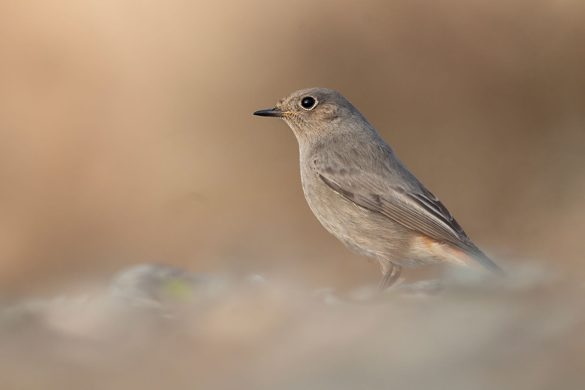 Codirosso spazzacamino