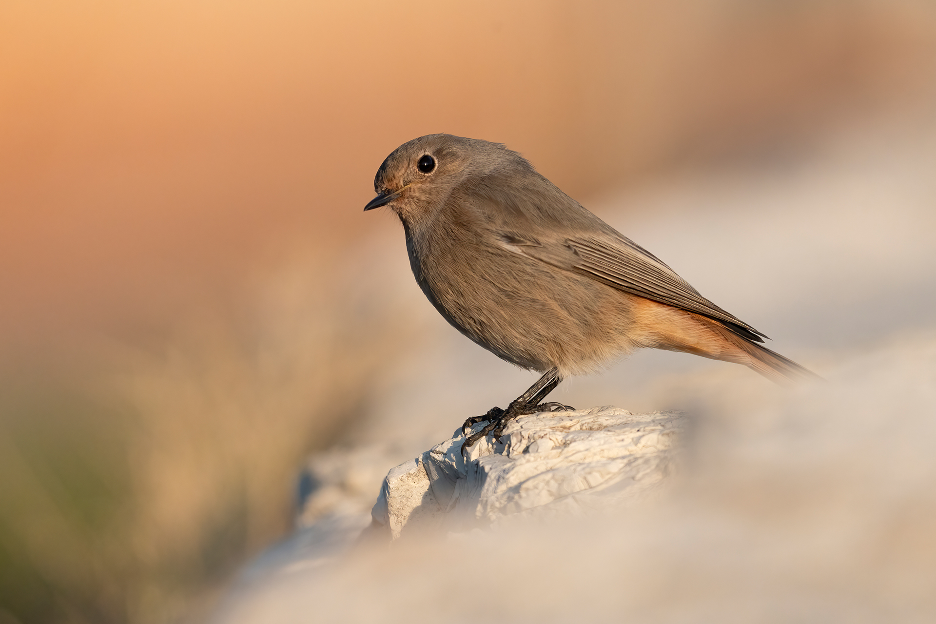 Codirosso spazzacamino