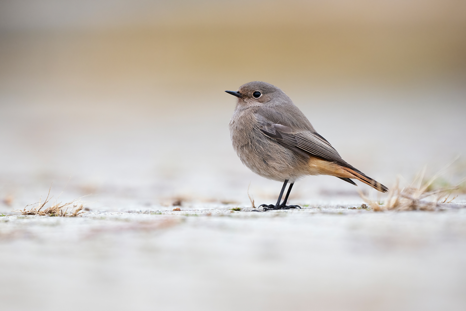 Codirosso spazzacamino