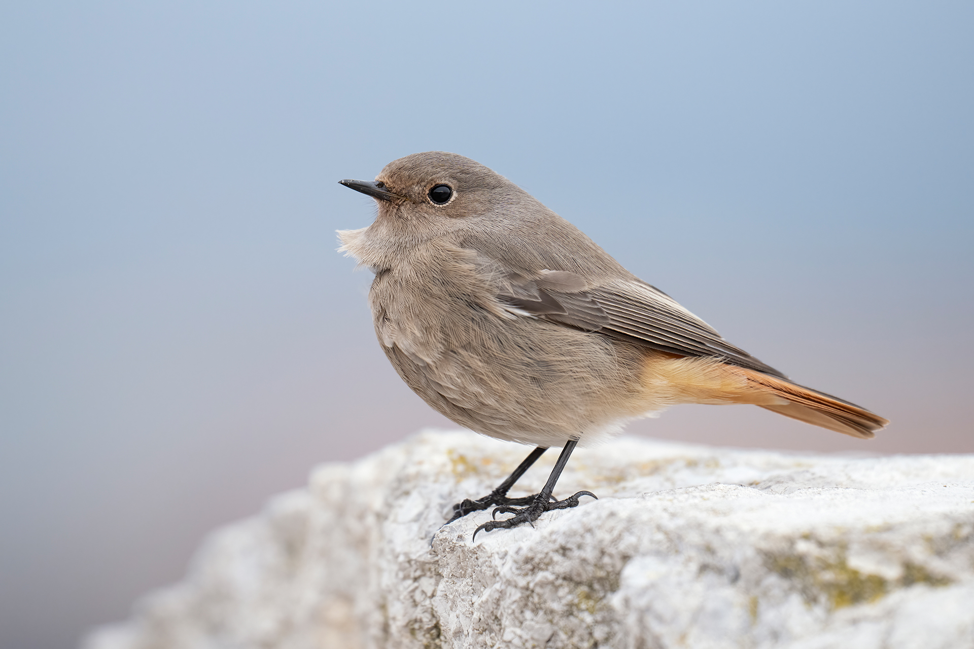 Codirosso spazzacamino