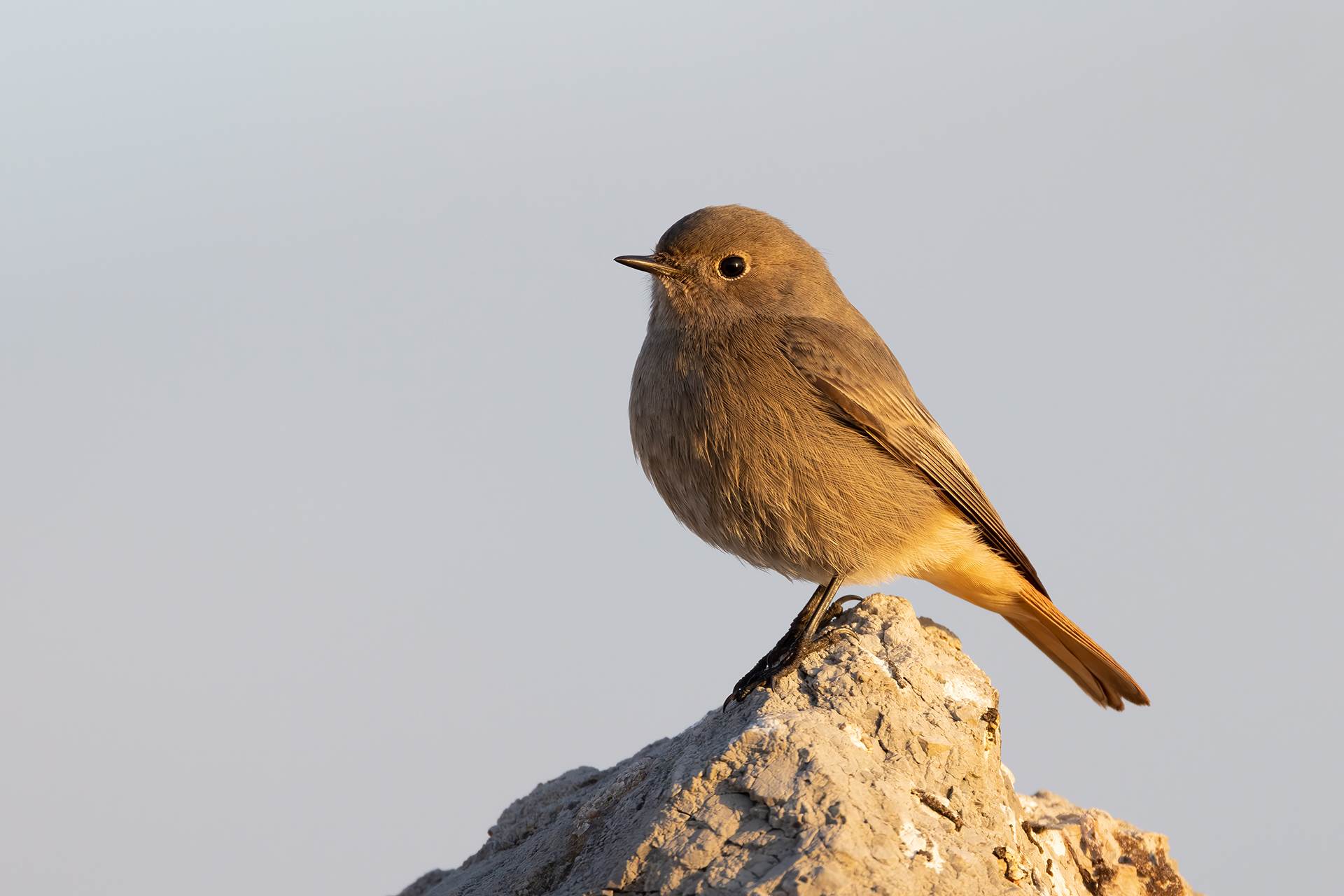 Codirosso spazzacamino