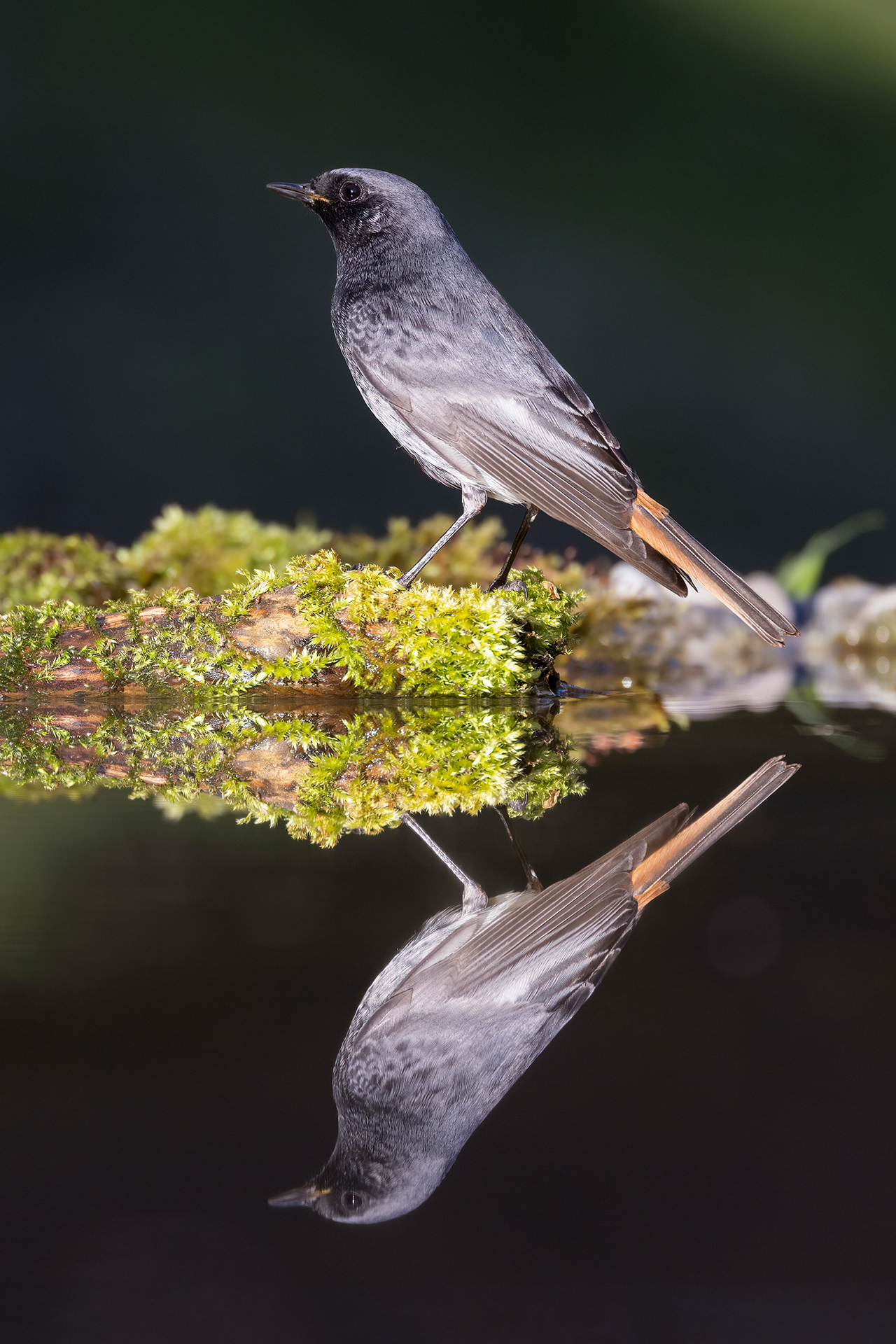 Codirosso spazzacamino