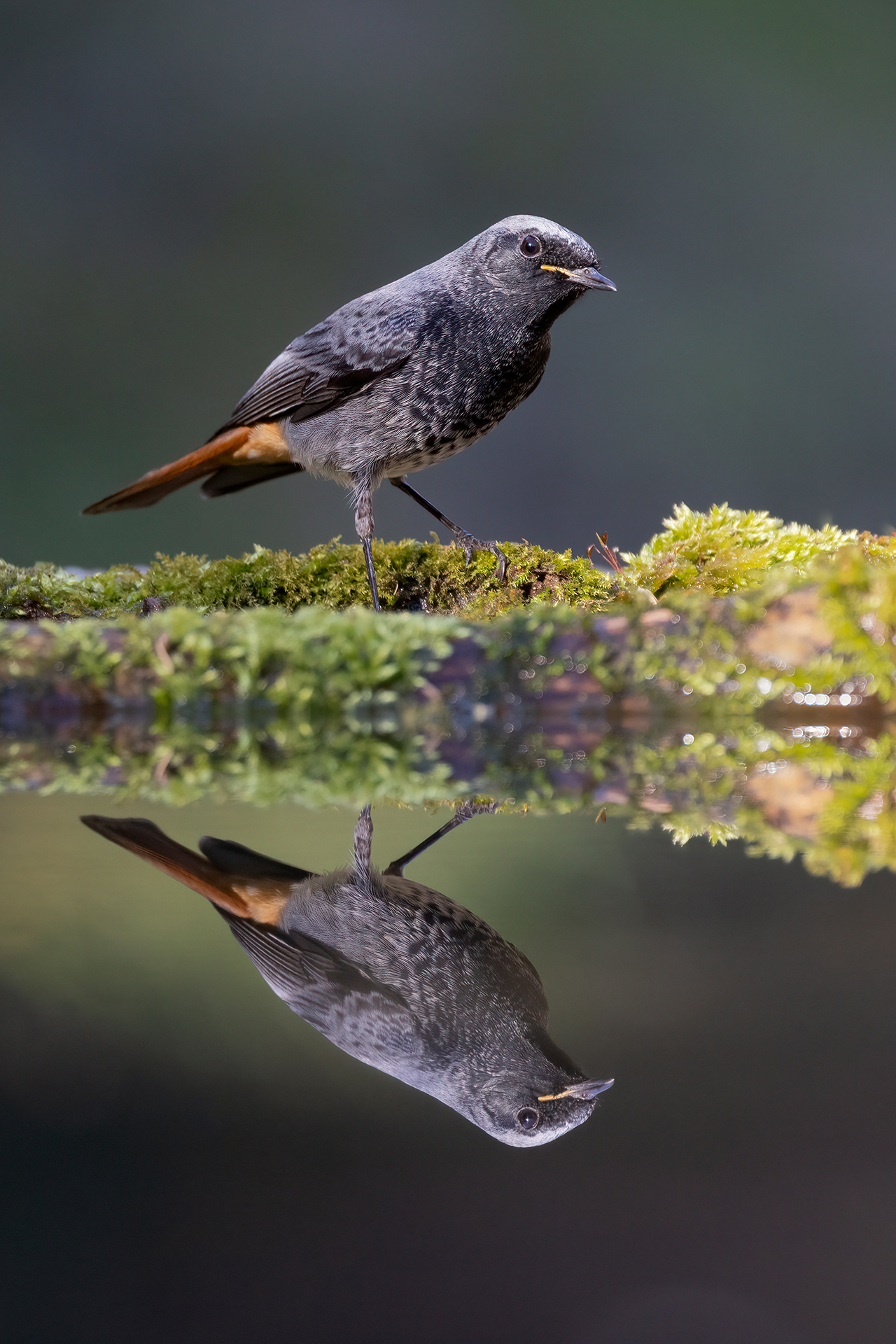 Codirosso spazzacamino