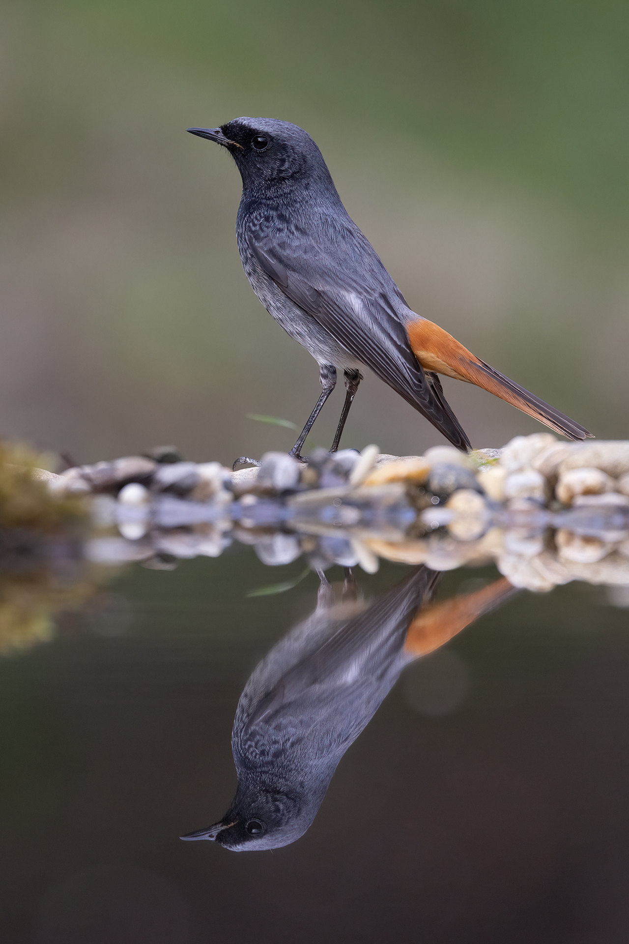 Codirosso spazzacamino