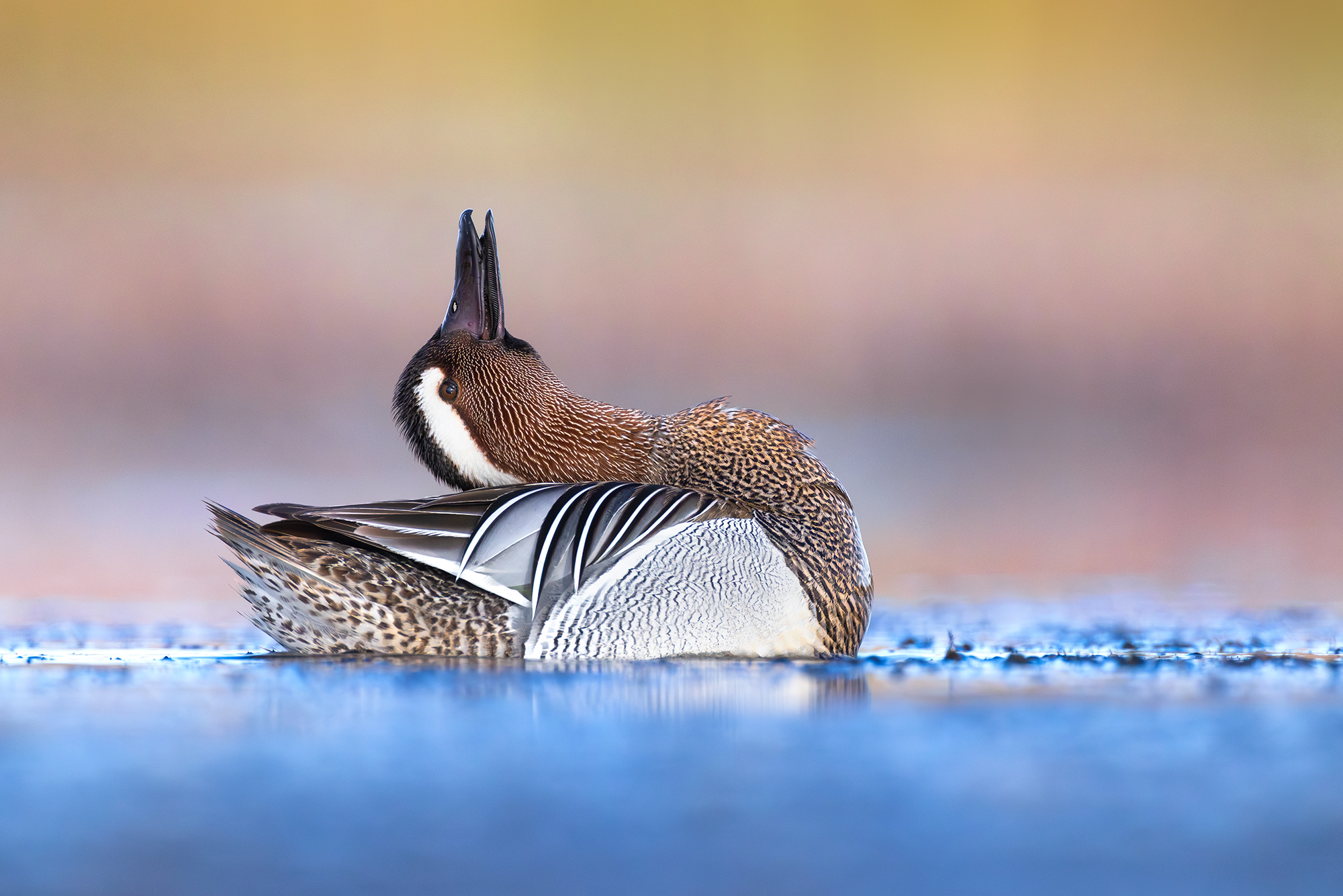 Garganey