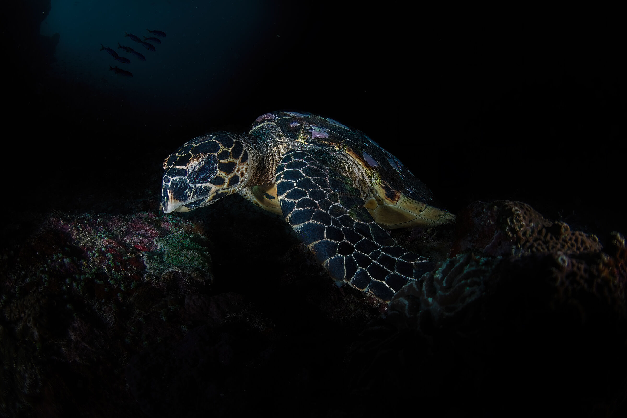 Hawksbill, Eretmochelys imbricata ,  Bali NUsa penida
