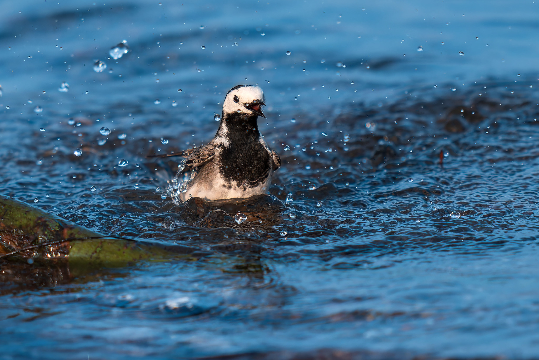 Il bagnetto della ballerina bianca