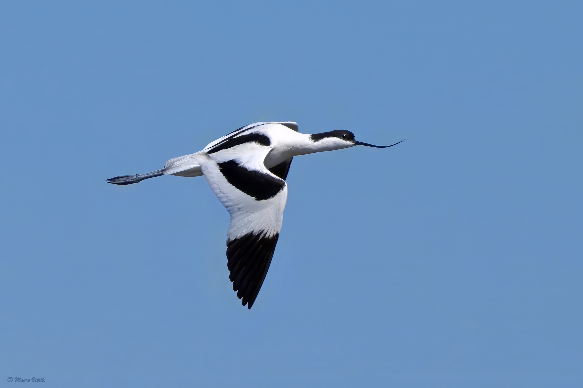 Avocets (Recurvirostra avosetta)