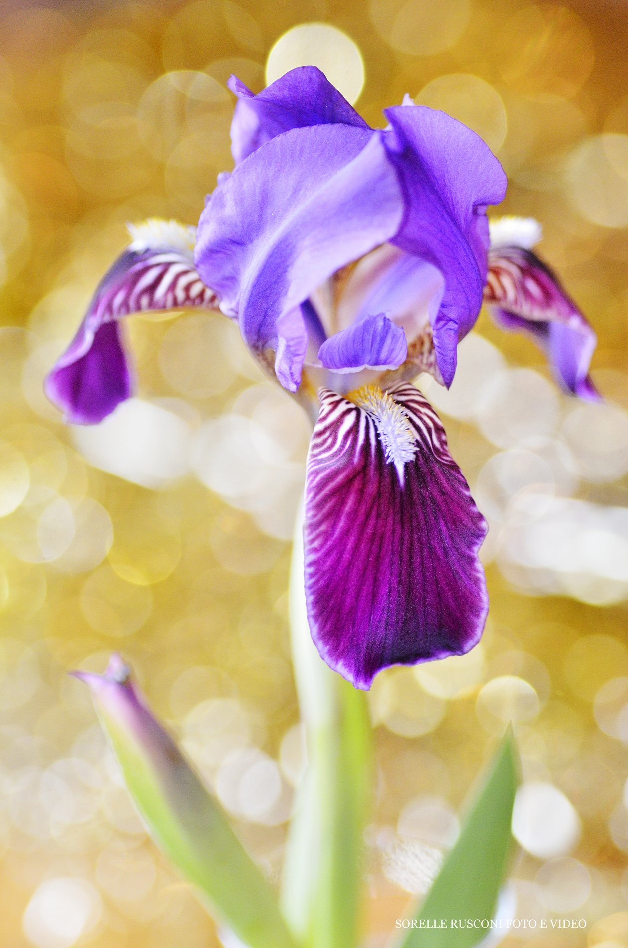 Iris