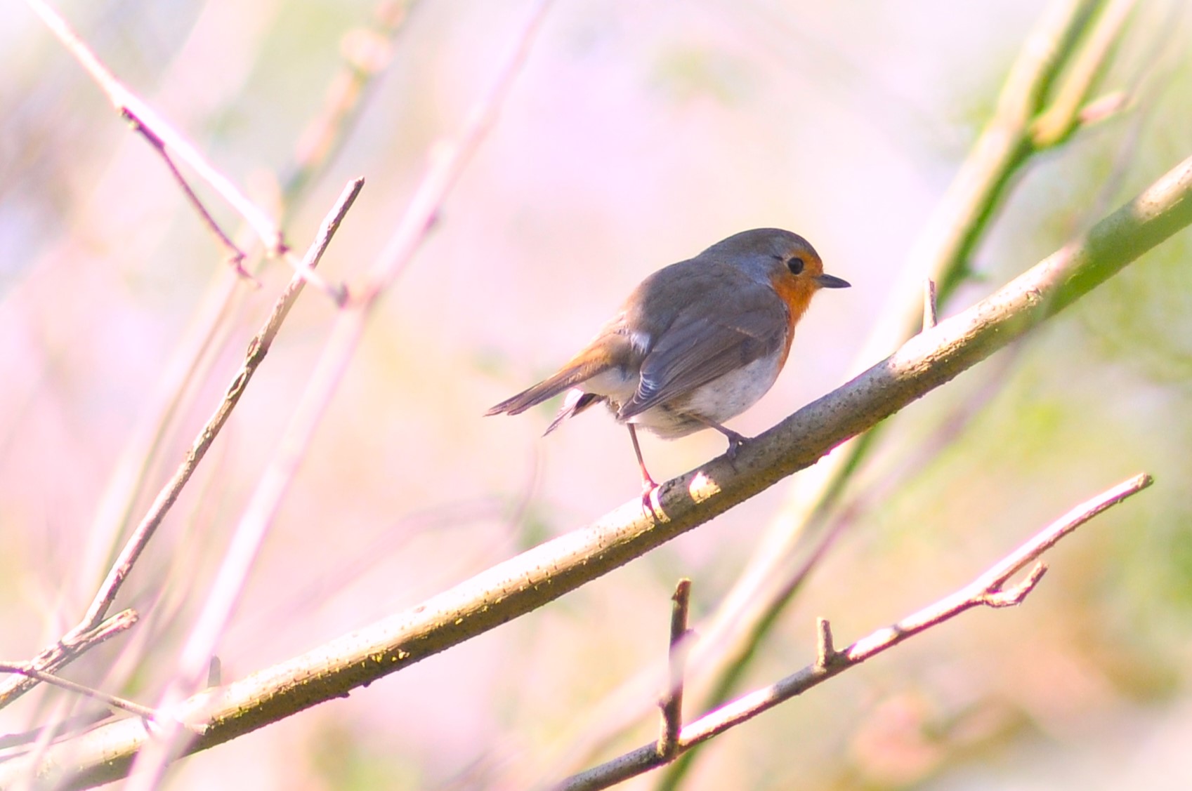 Robin
