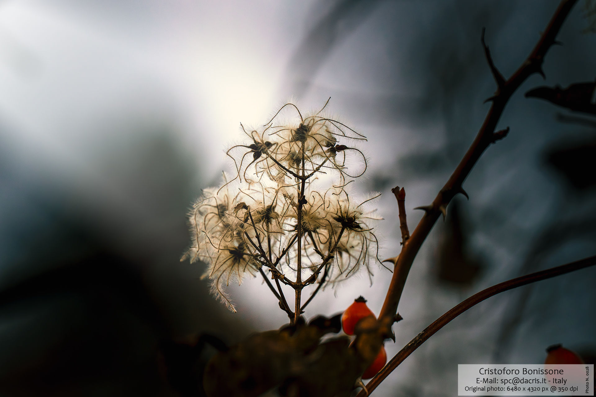 Nature Flower Light Fog - Photo 0028