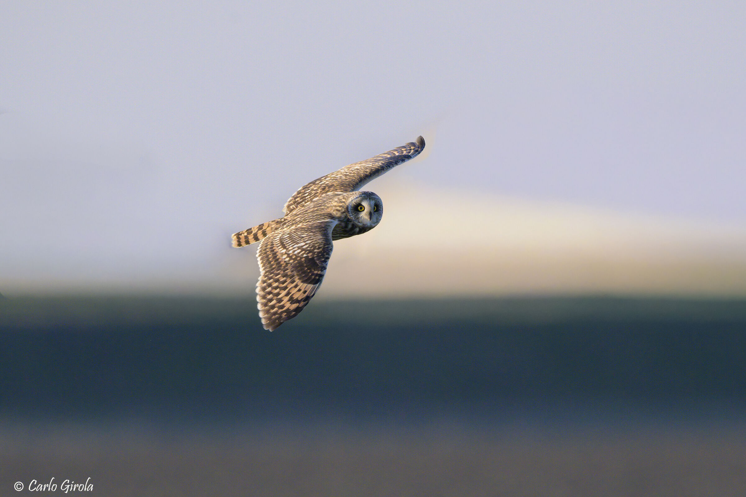Swamp Owl (Asio flammeus)