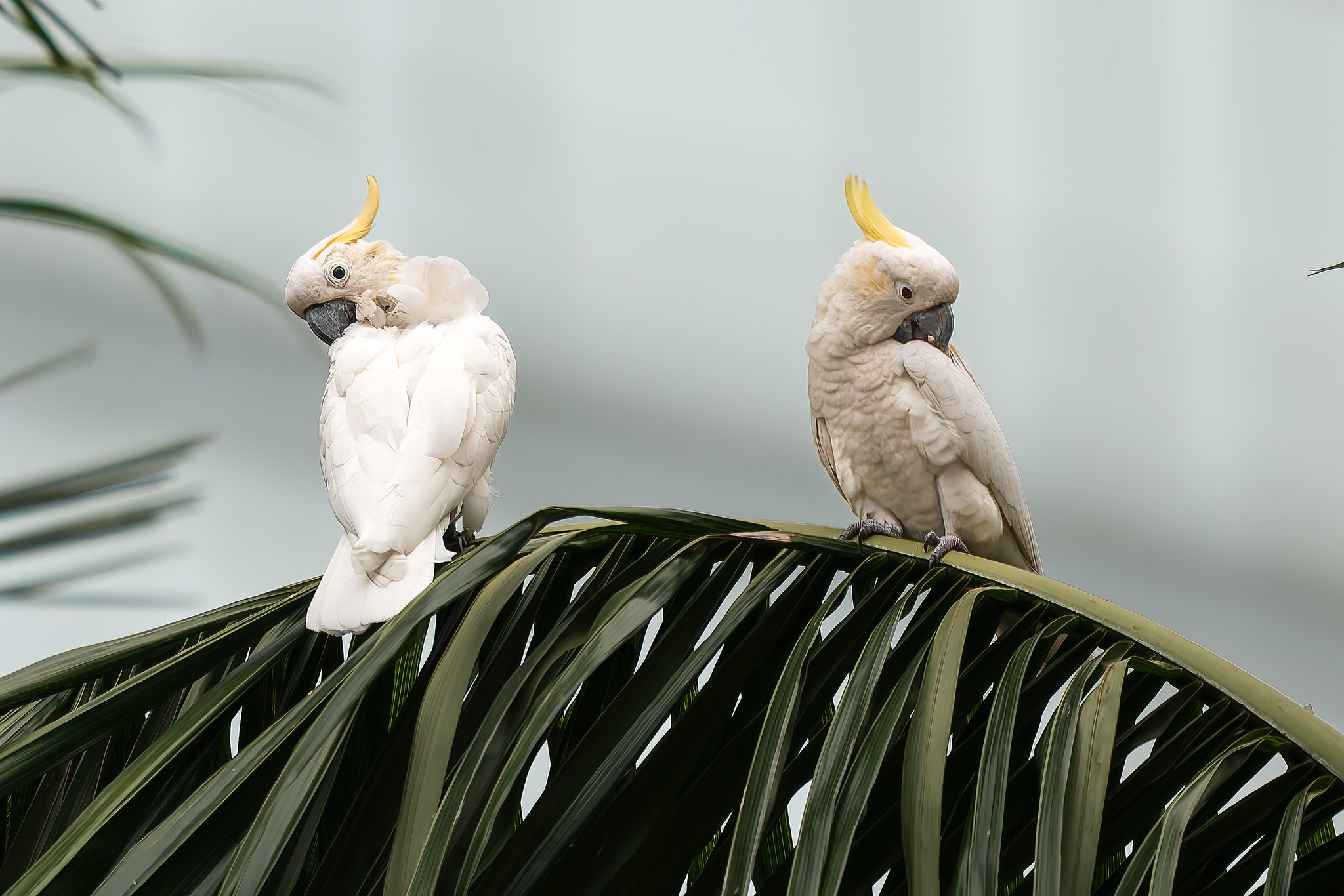 Quarrelled yellowtufted cockatoo (Cockatoo sulphurea)