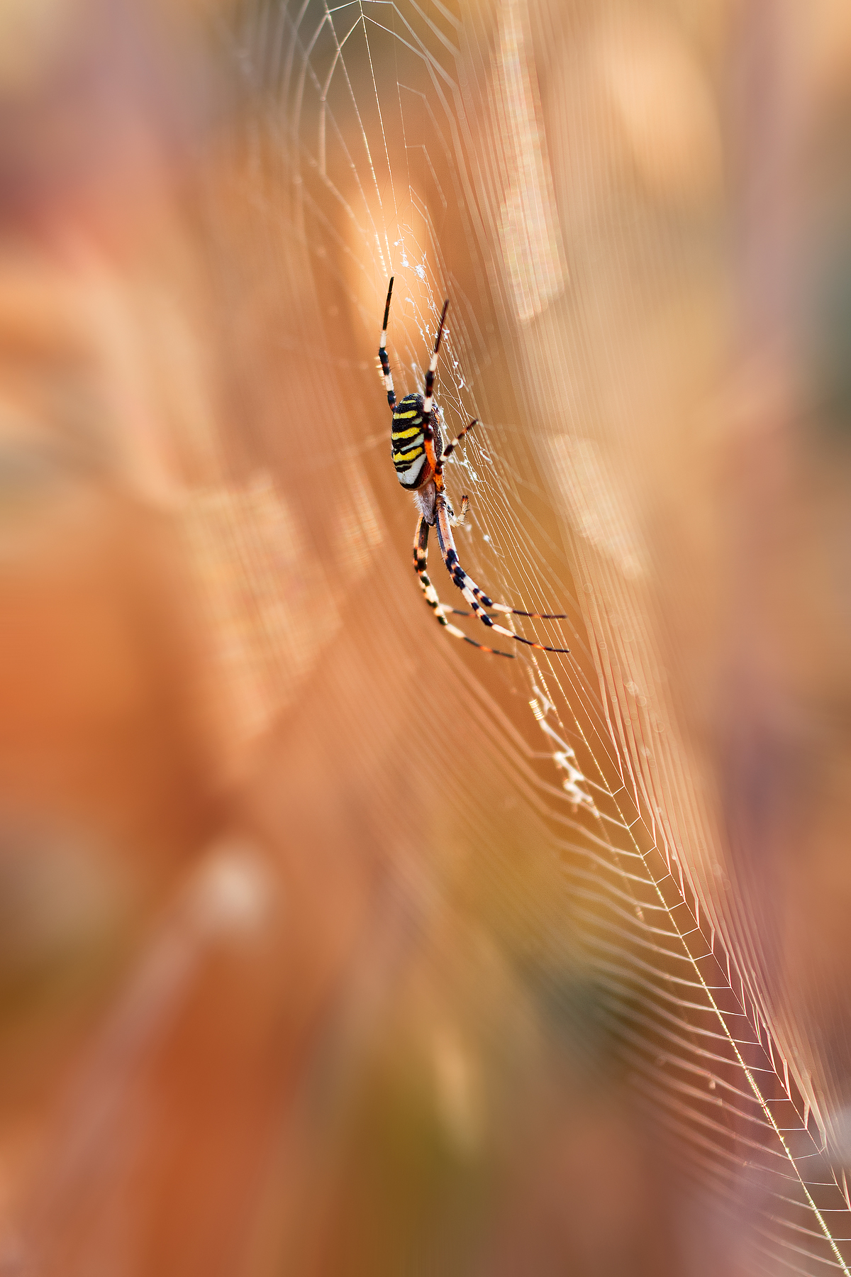 Argiope Bruennichi