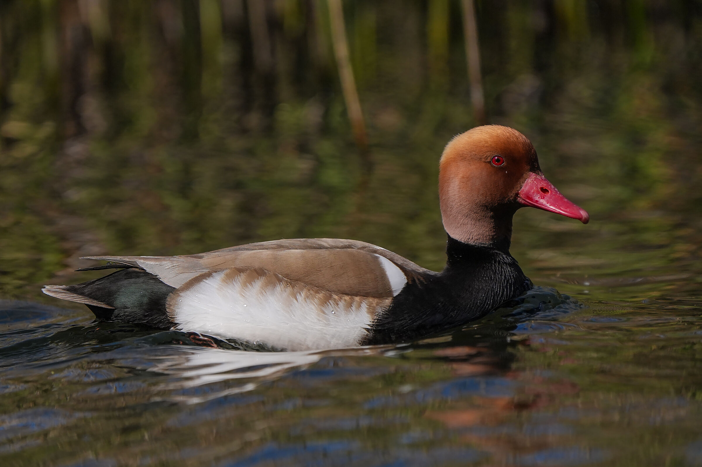 Pochard