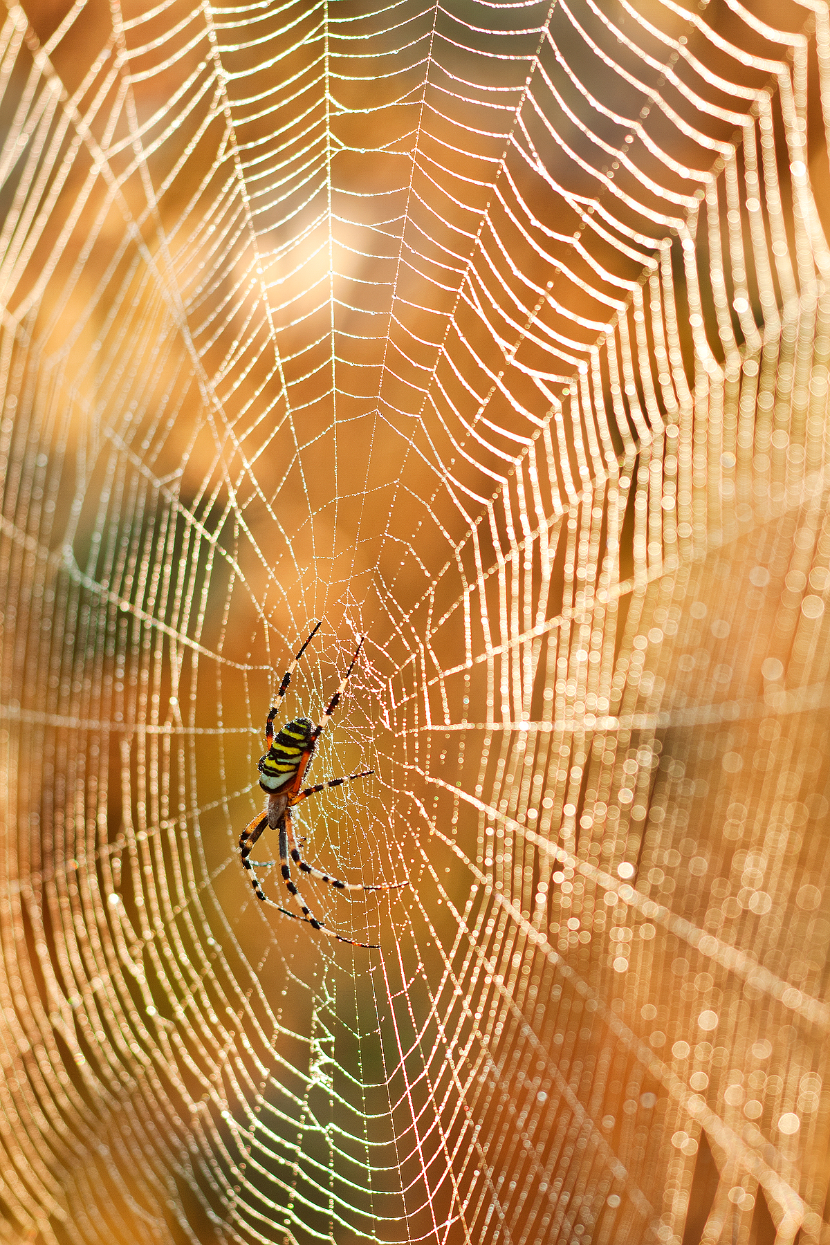 La tela dell'Argiope