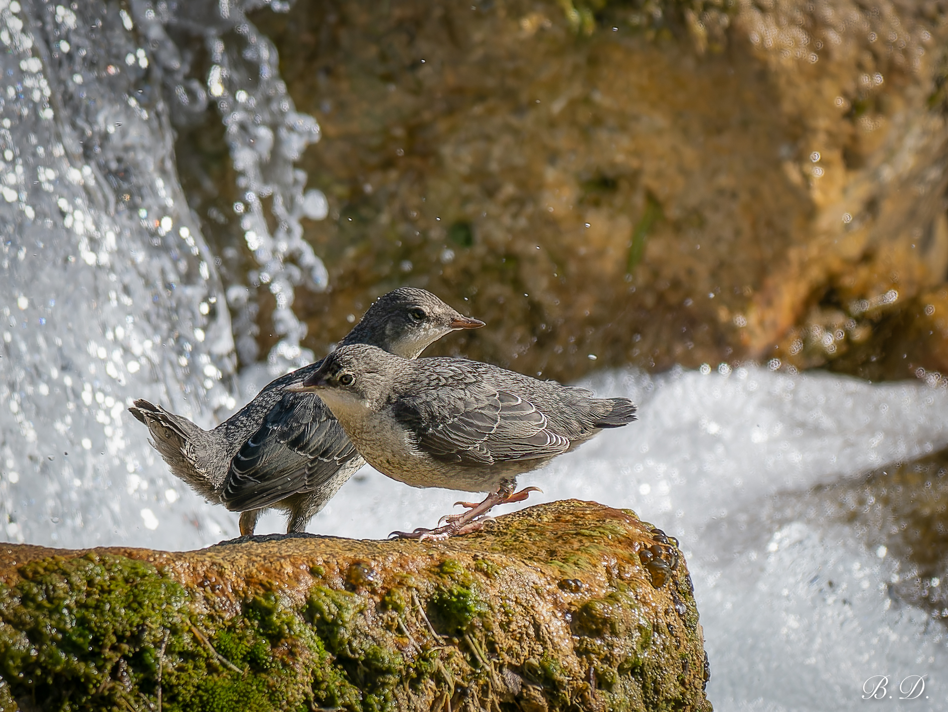 Discovering young people