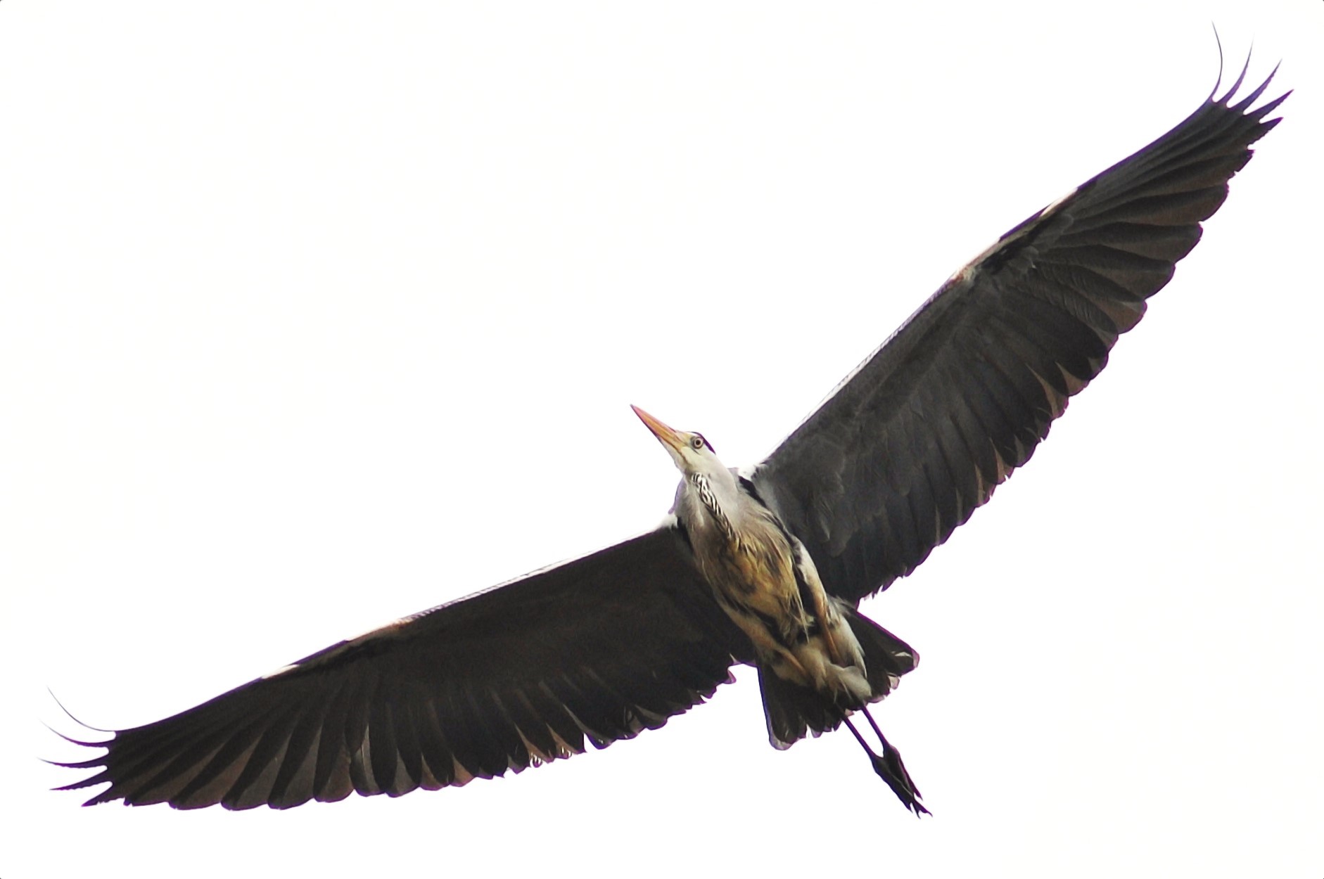 Wingspan of a grey heron