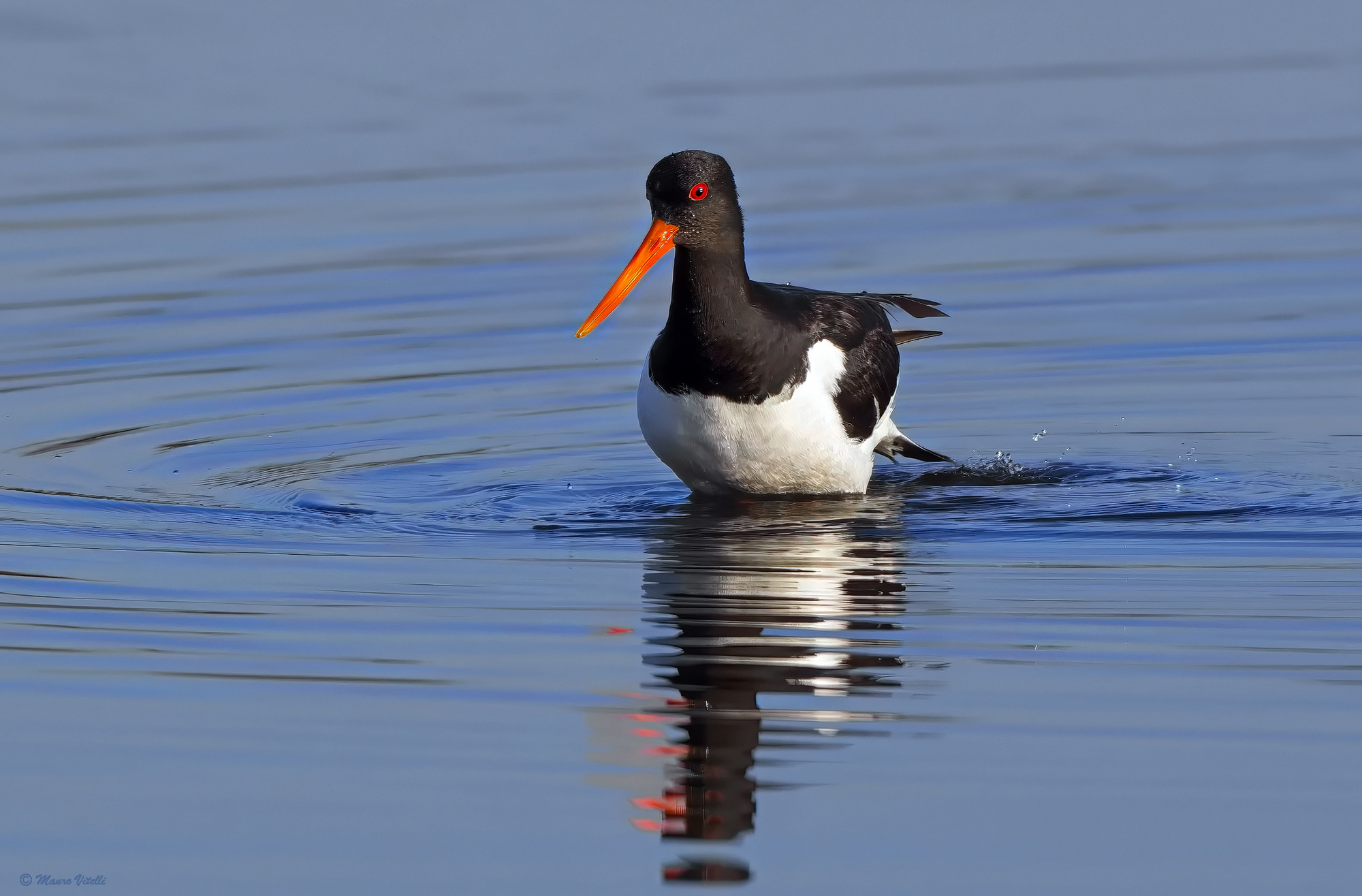Oystercatcher (Haematopus ostralegus)