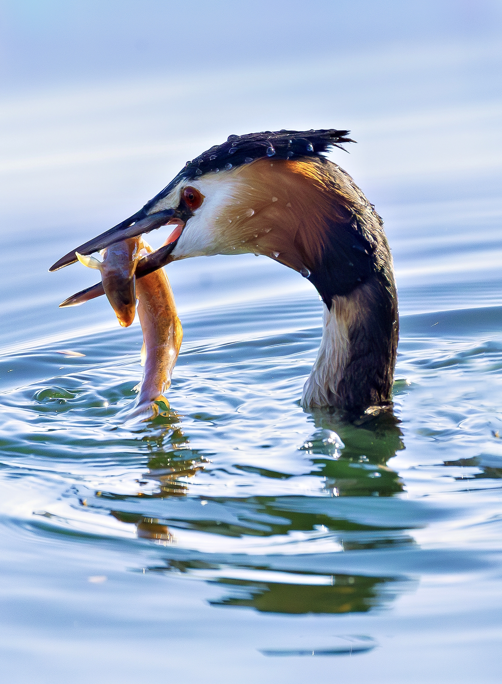 Grebe with Fish